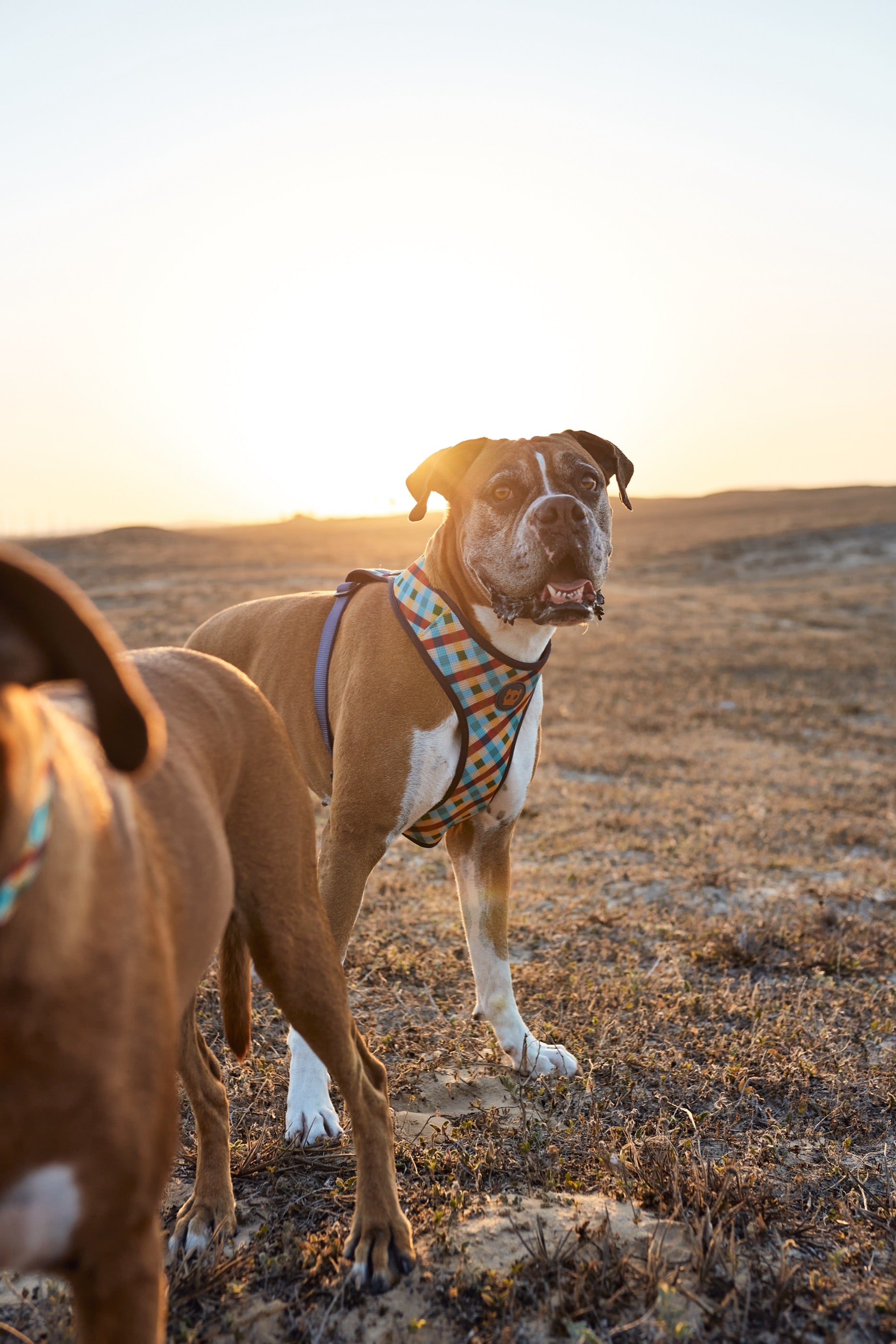 Arnés para Perros Phantom - Adjustable Air Mesh Zee.Dog