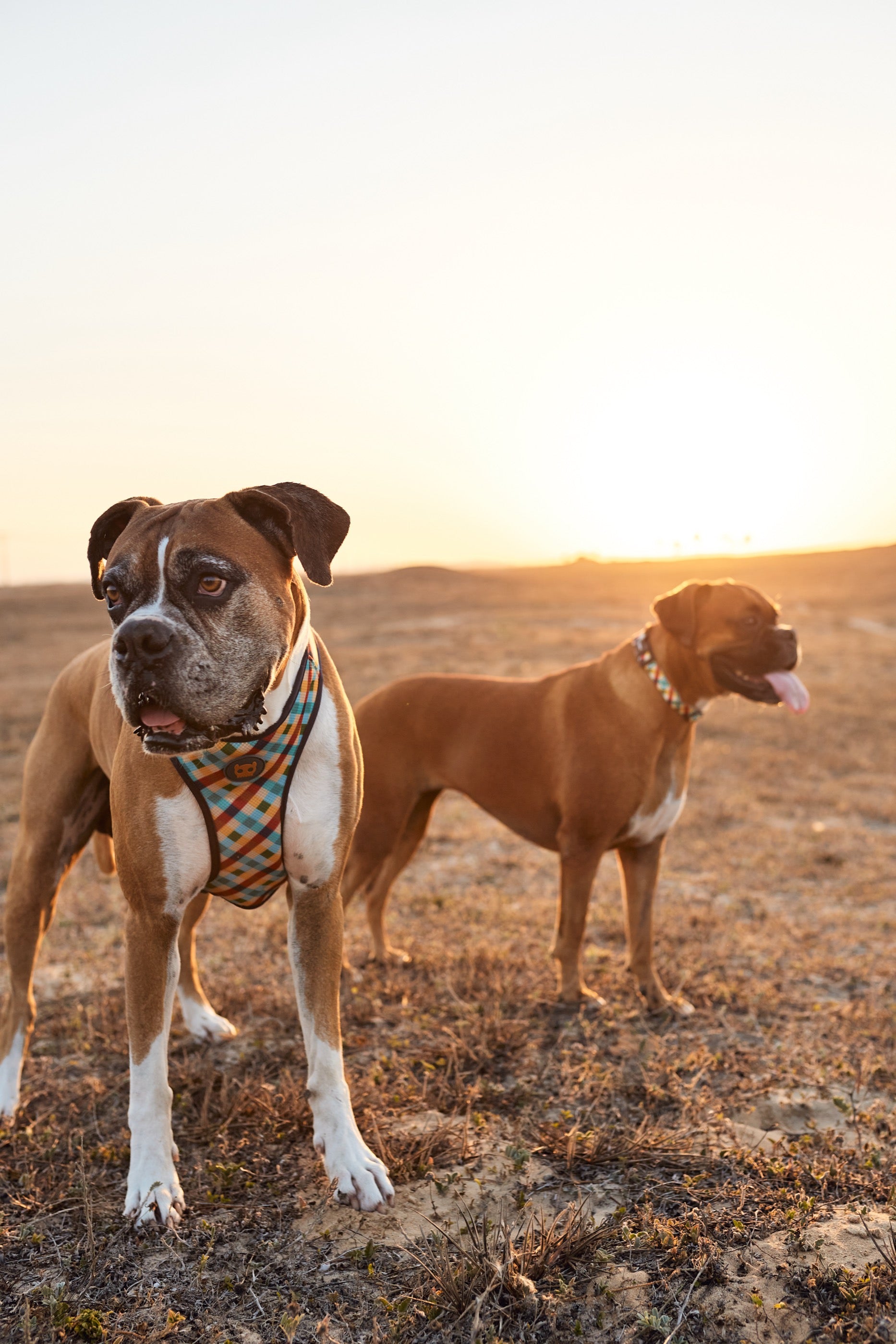 Arnés para Perros Phantom - Adjustable Air Mesh Zee.Dog