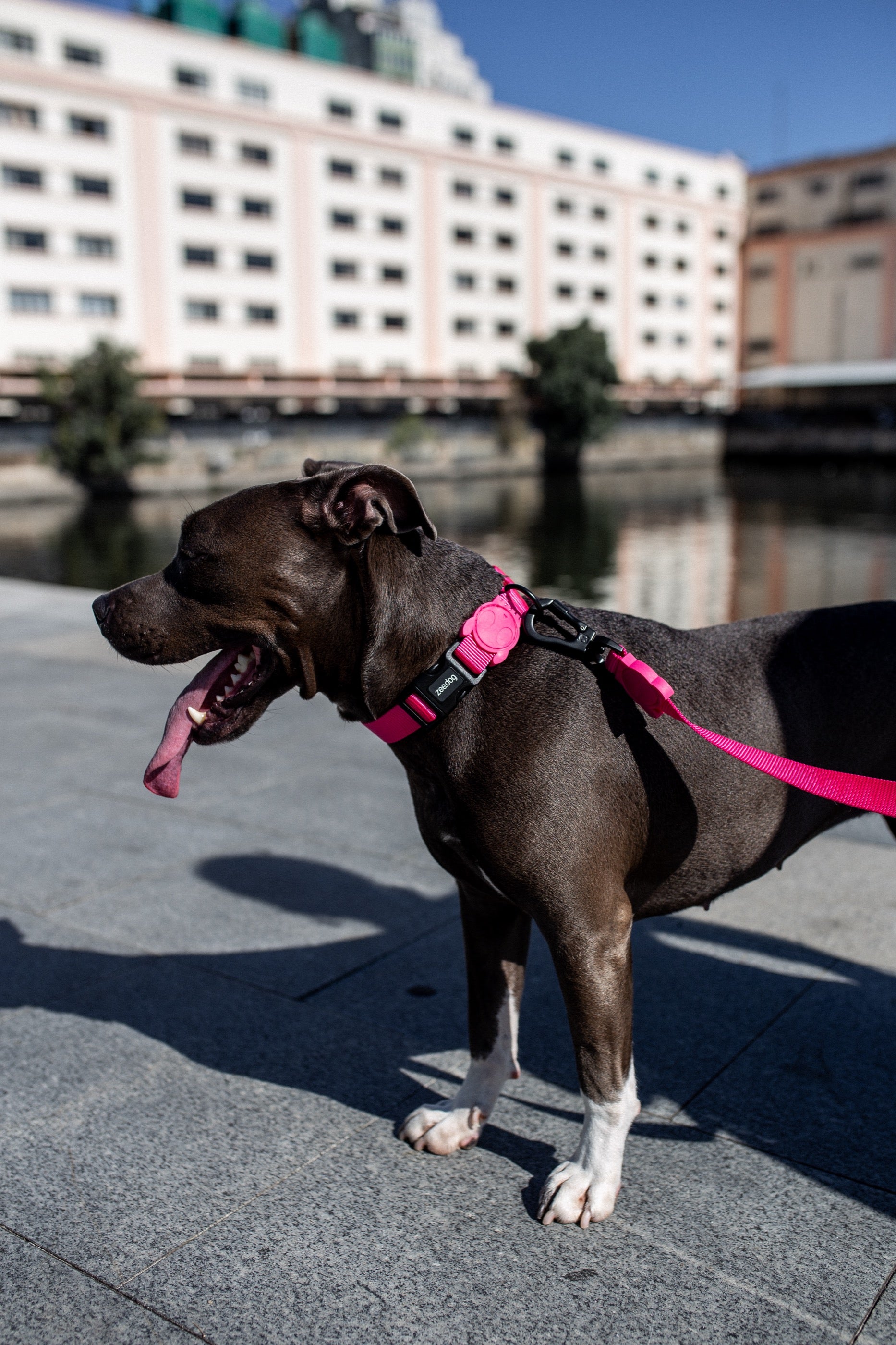 Correa para Perros Pink Led - Zee.Dog