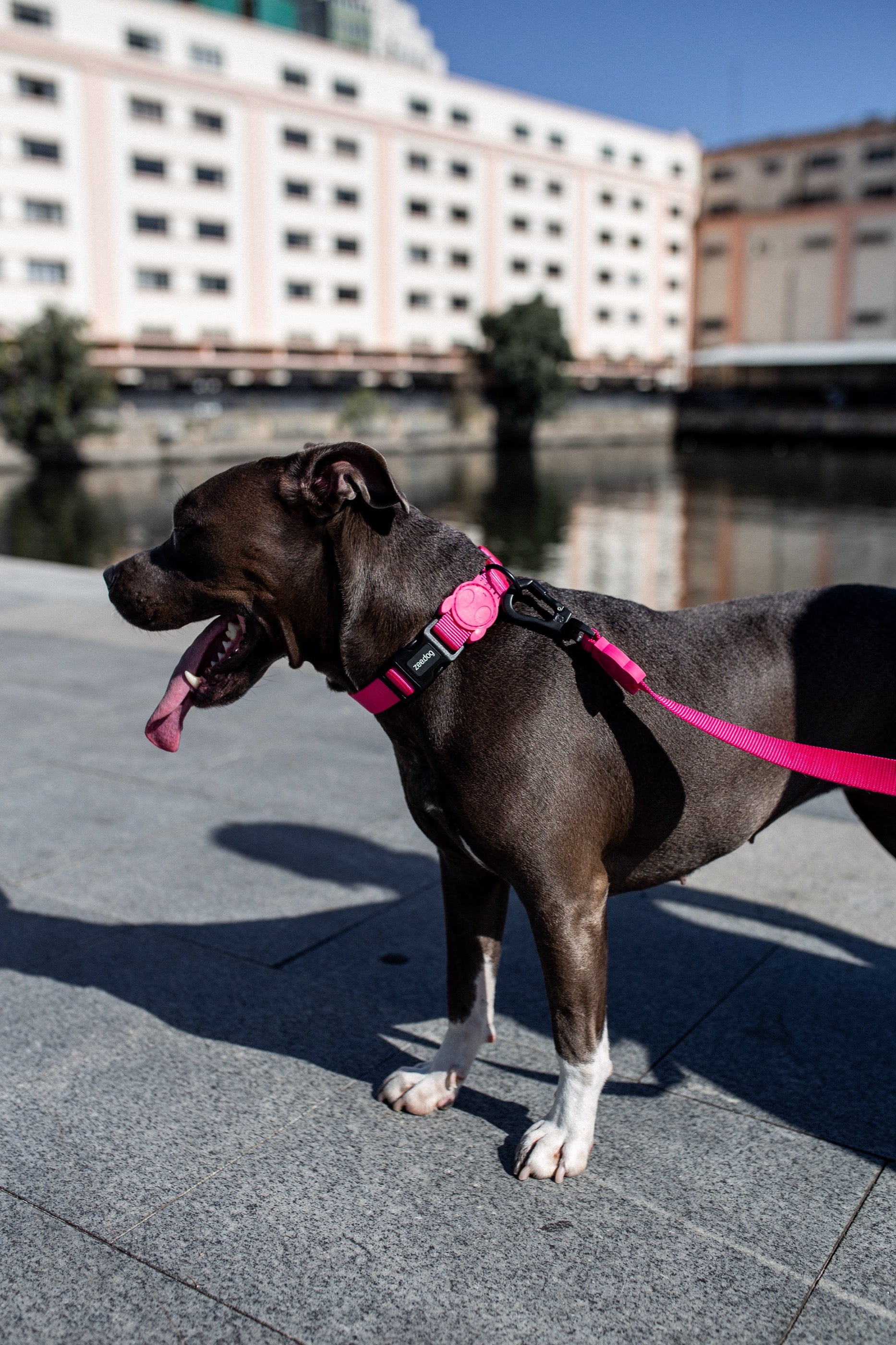 Correa para Perros Pink Led - Zee.Dog