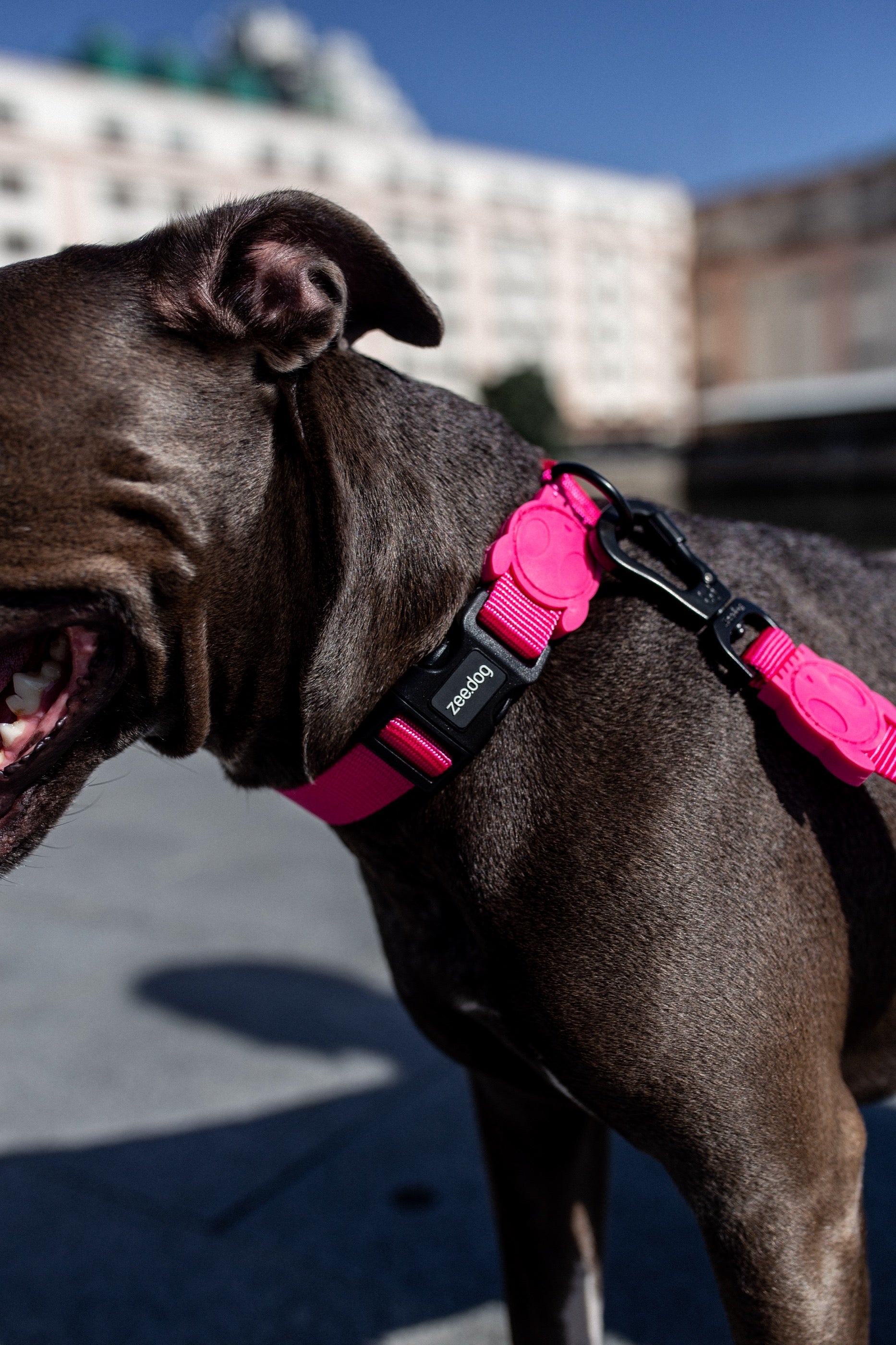 Correa para Perros Pink Led - Zee.Dog