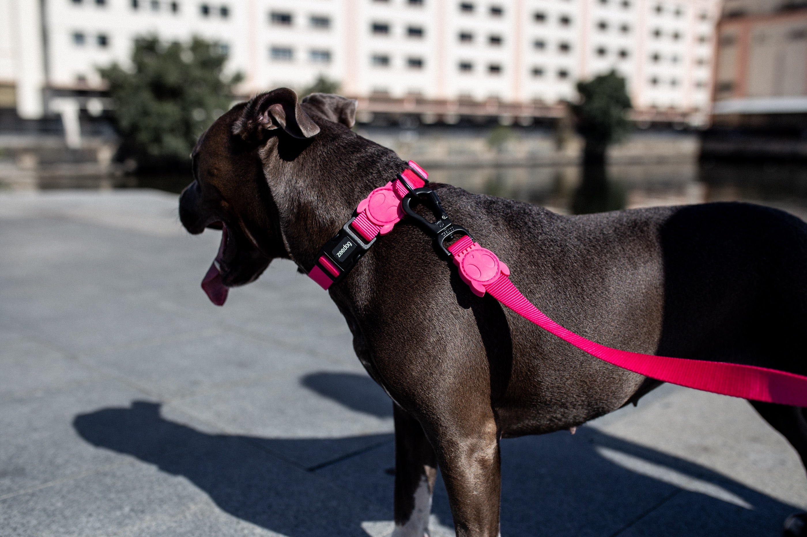 Correa para Perros Pink Led - Zee.Dog