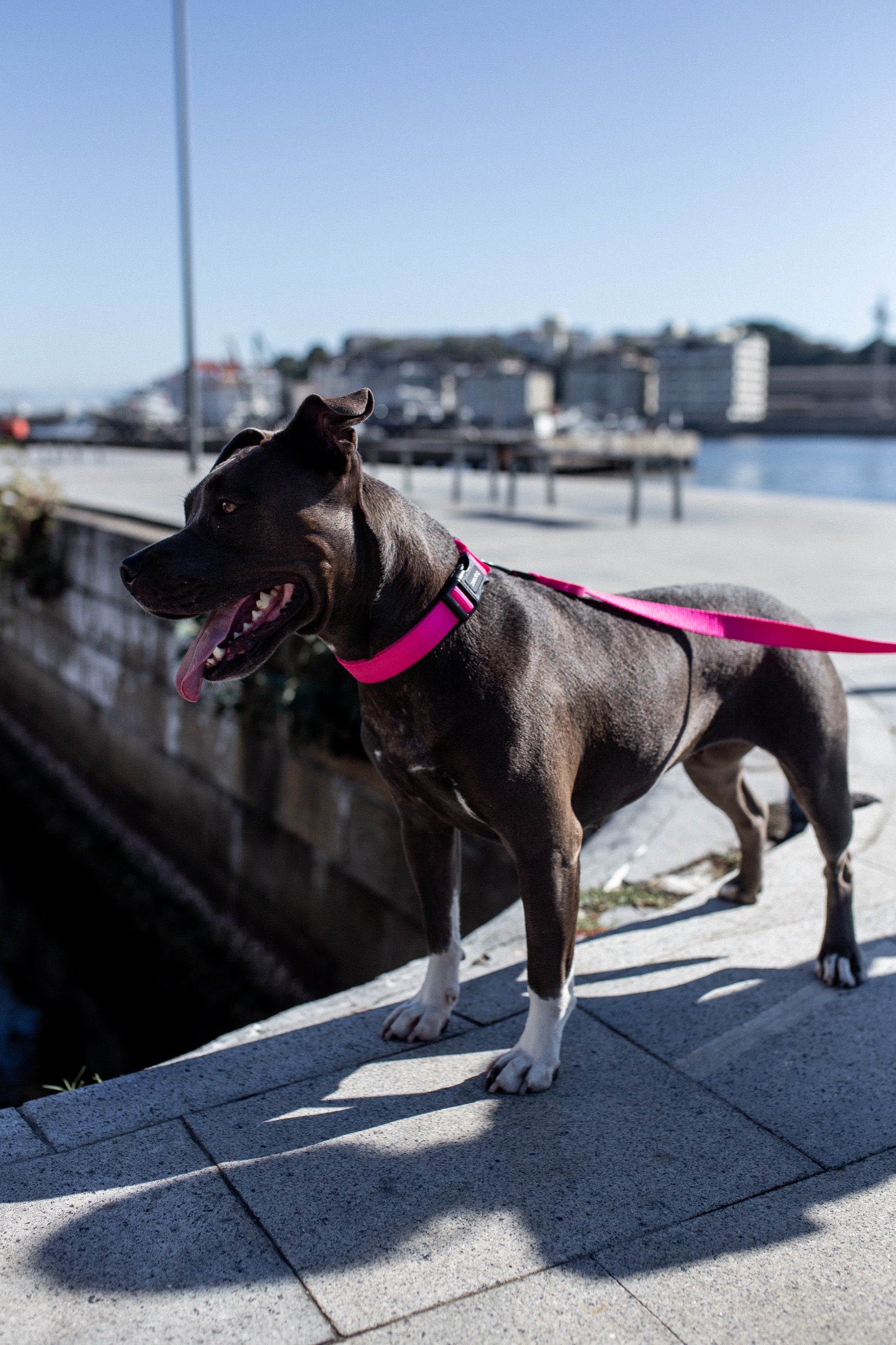 Correa para Perros Pink Led - Zee.Dog