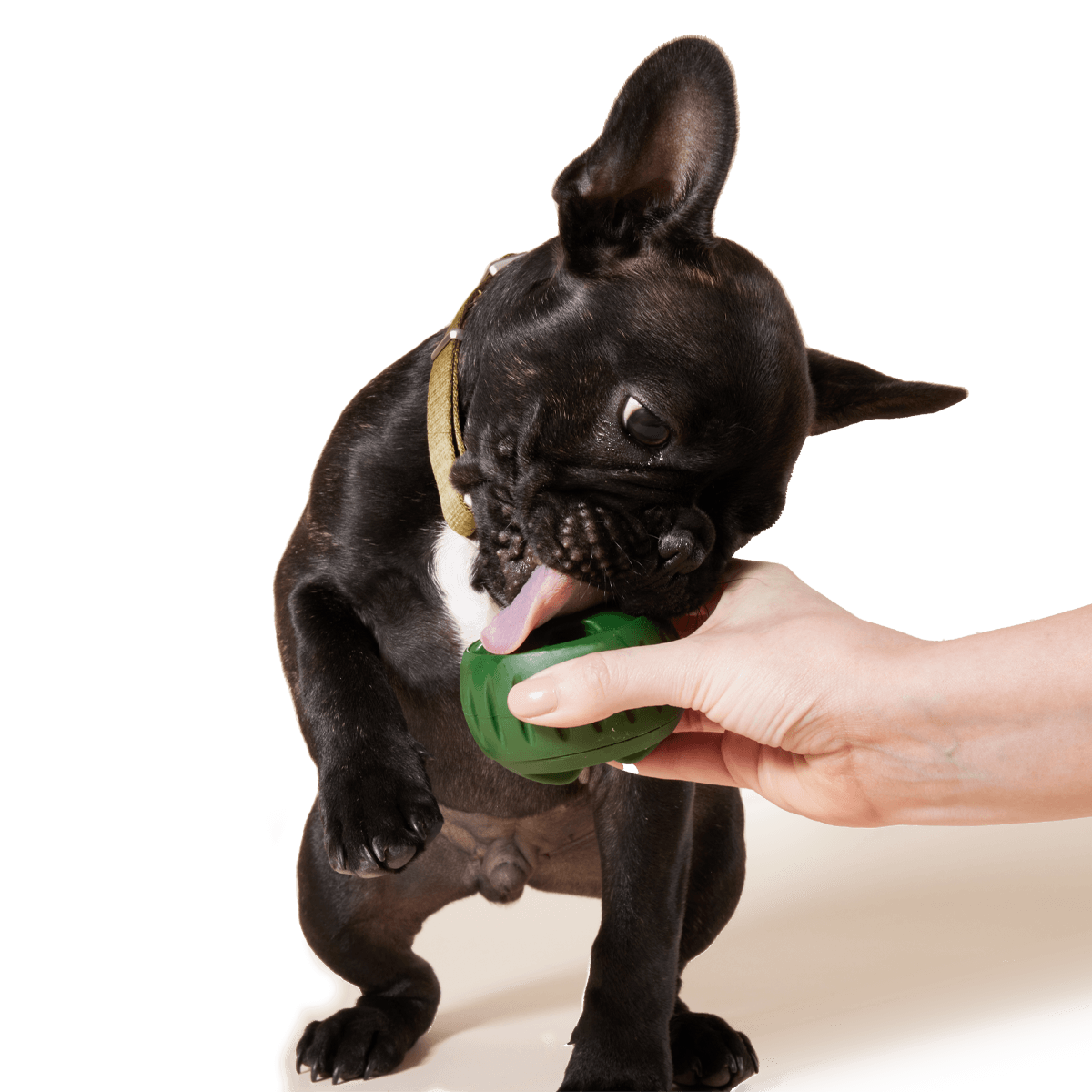 Pupsicle Treat Tray | Bandeja para Pupsicles para Perros de Woof