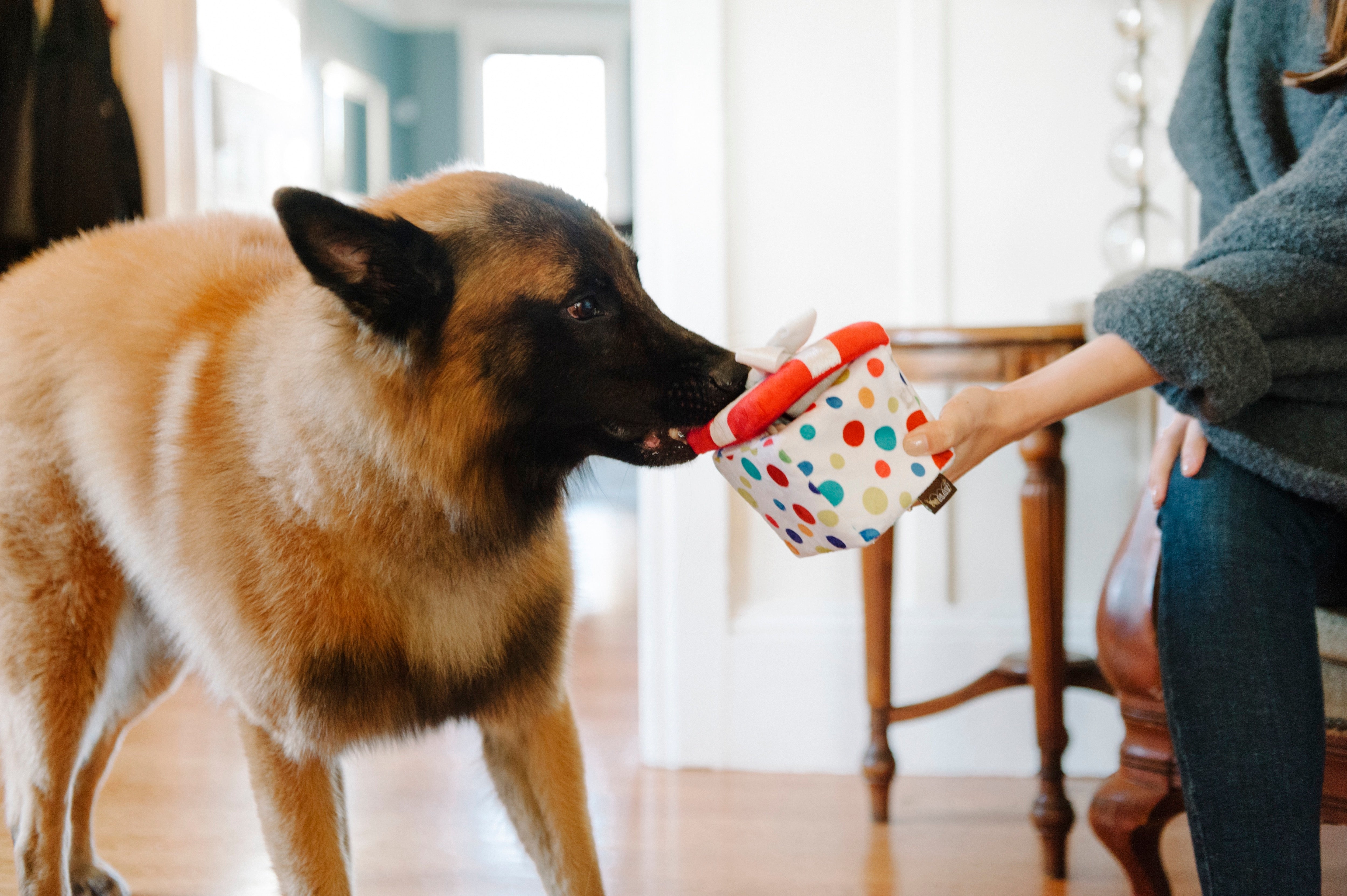 El Regalo Perfecto - Juguete de Peluche para Perros Party Time™ | Pet P.L.A.Y.