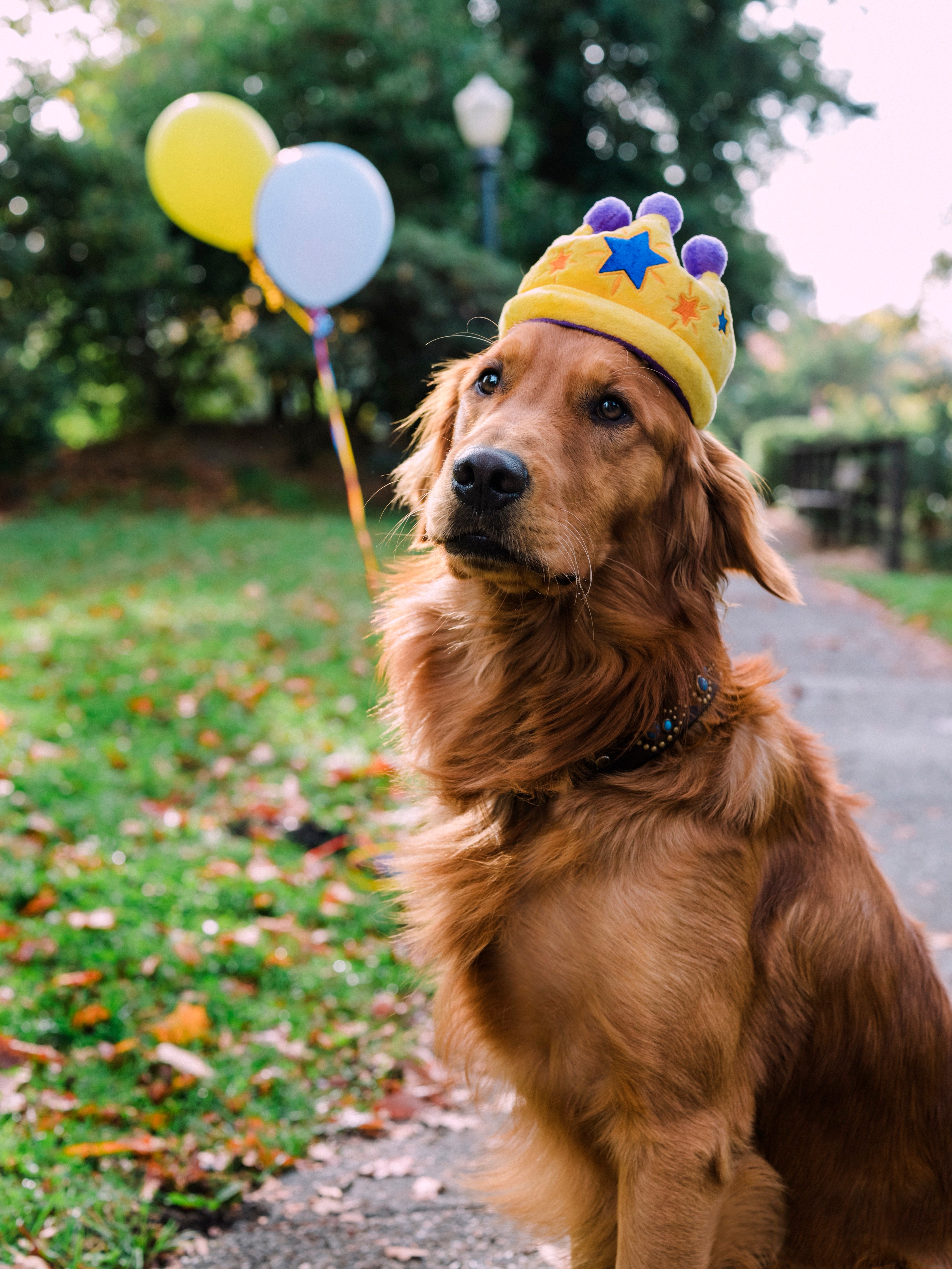 La Corona - Juguete de Peluche para Perros Party Time™ | Pet P.L.A.Y.