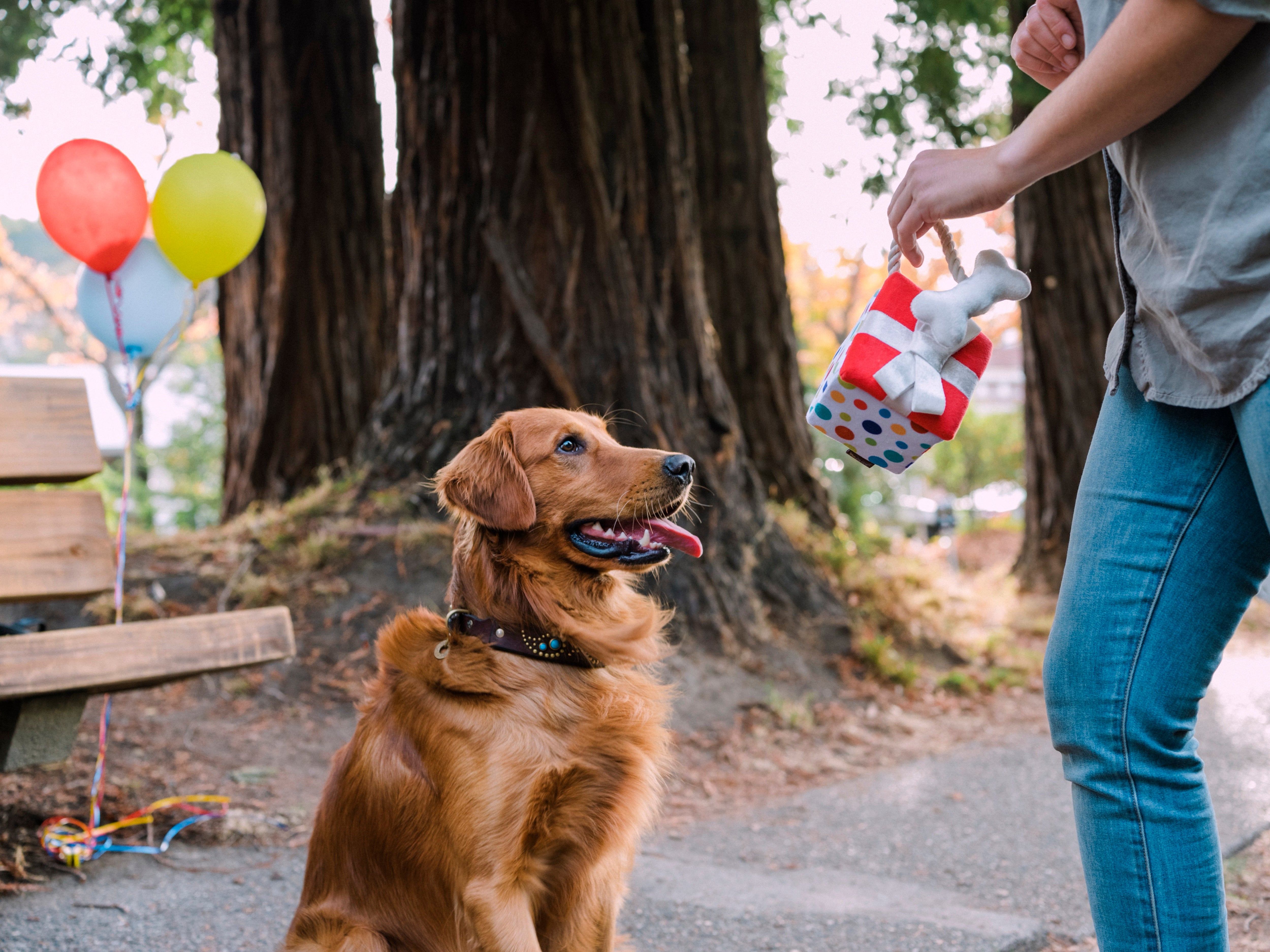 El Regalo Perfecto - Juguete de Peluche para Perros Party Time™ | Pet P.L.A.Y.