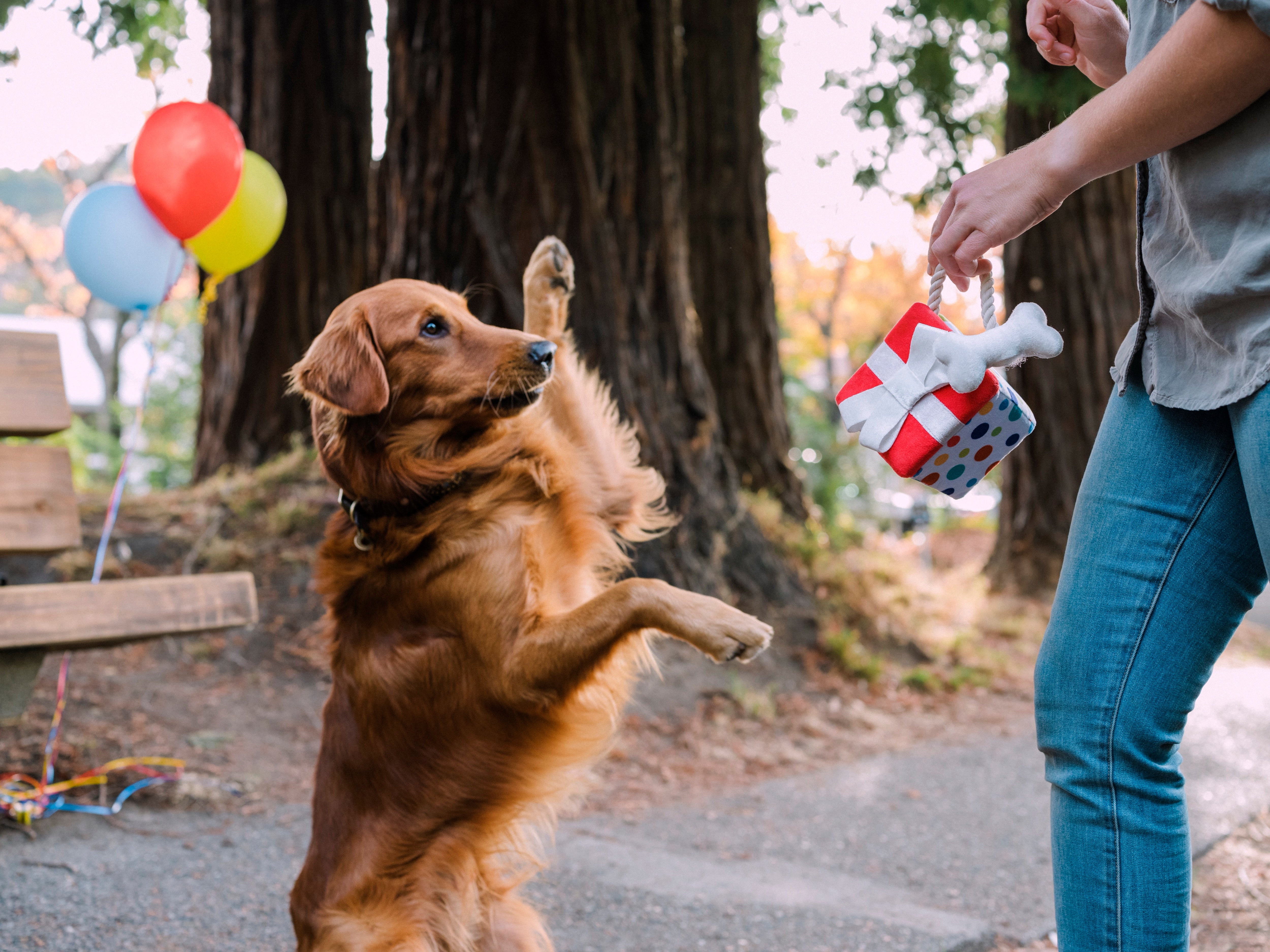 El Regalo Perfecto - Juguete de Peluche para Perros Party Time™ | Pet P.L.A.Y.