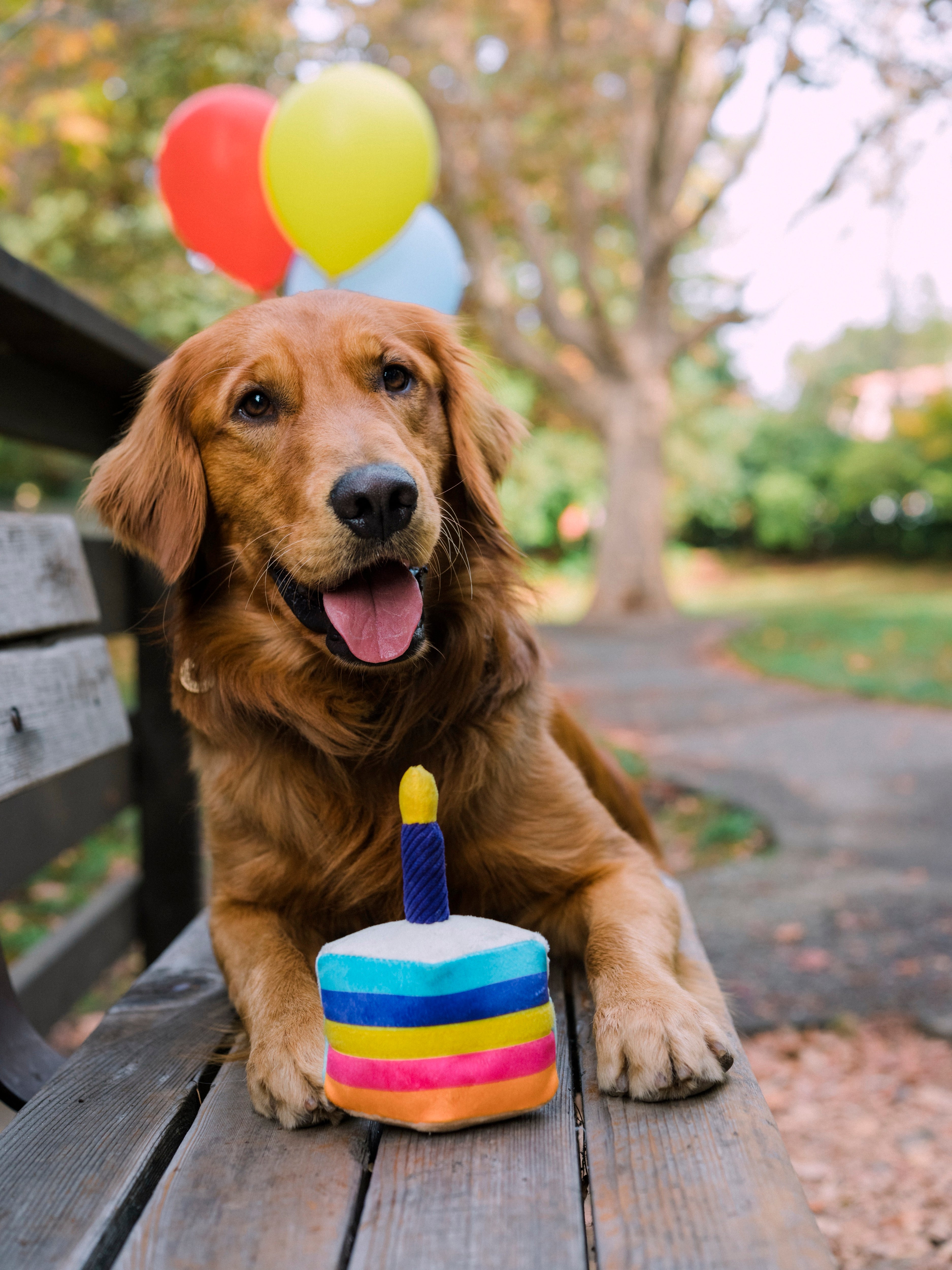 El Pastel Bone-appetit - Juguete de Peluche para Perros Party Time™ | Pet P.L.A.Y.