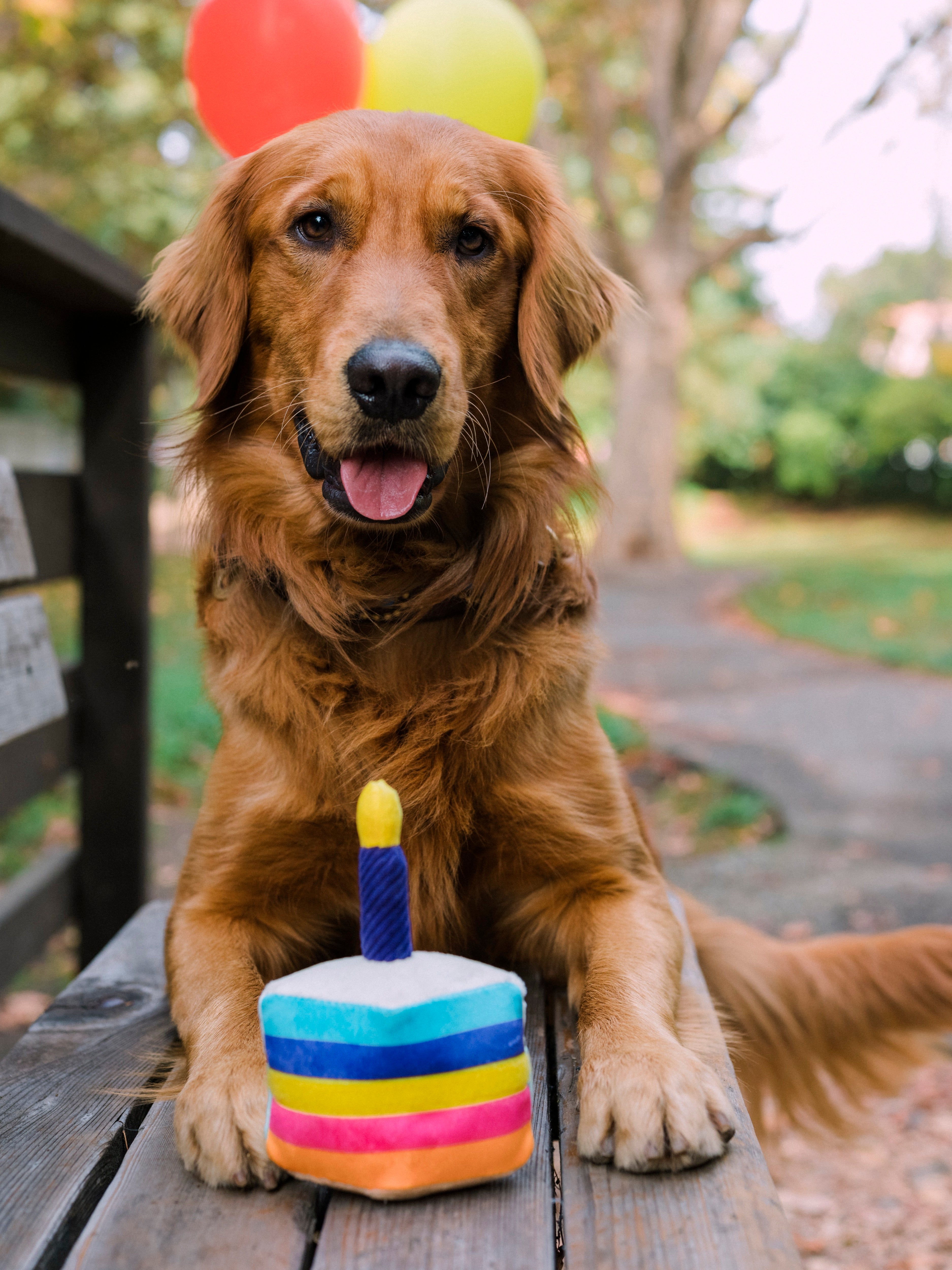 El Pastel Bone-appetit - Juguete de Peluche para Perros Party Time™ | Pet P.L.A.Y.