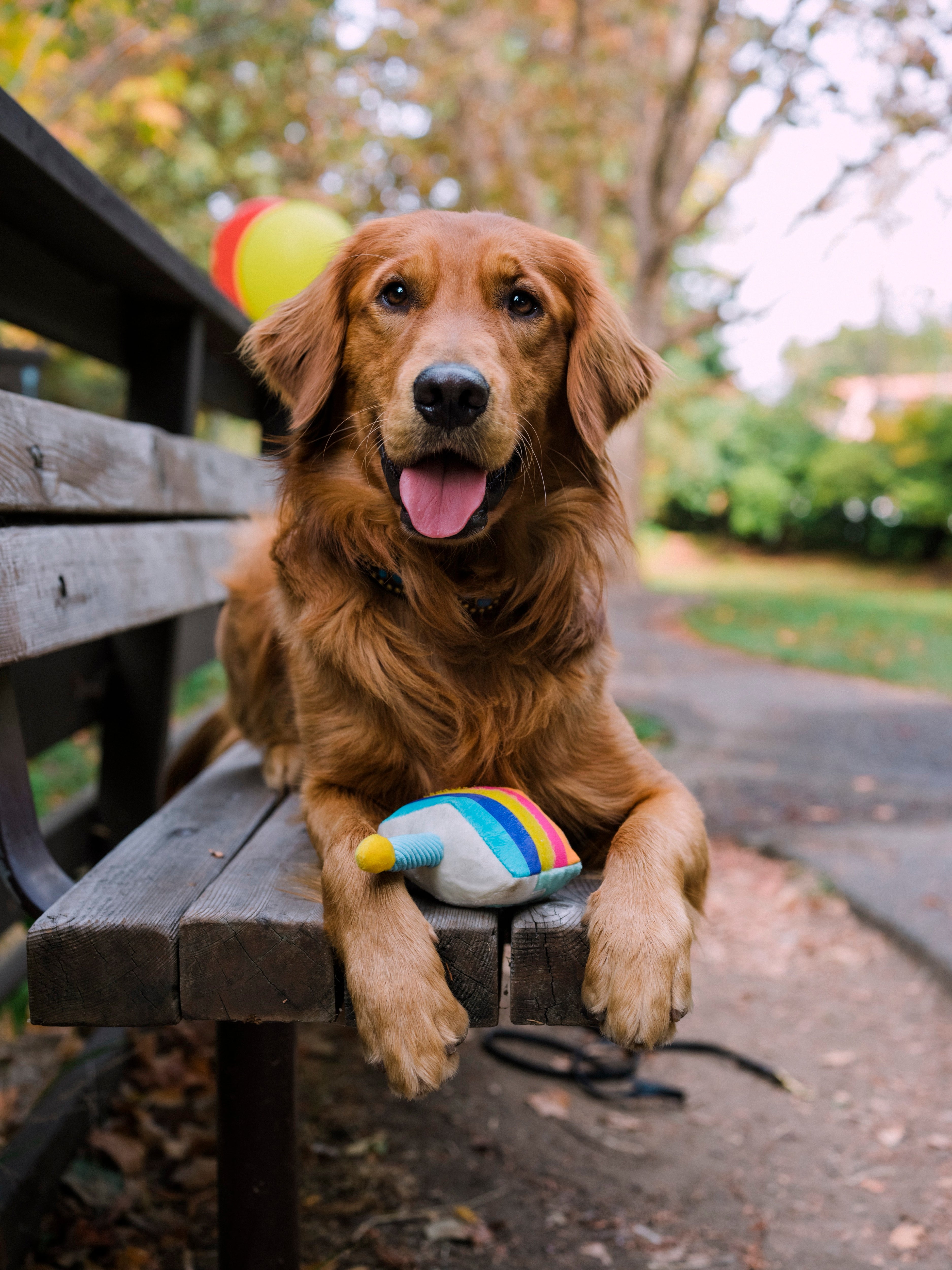 El Pastel Bone-appetit - Juguete de Peluche para Perros Party Time™ | Pet P.L.A.Y.