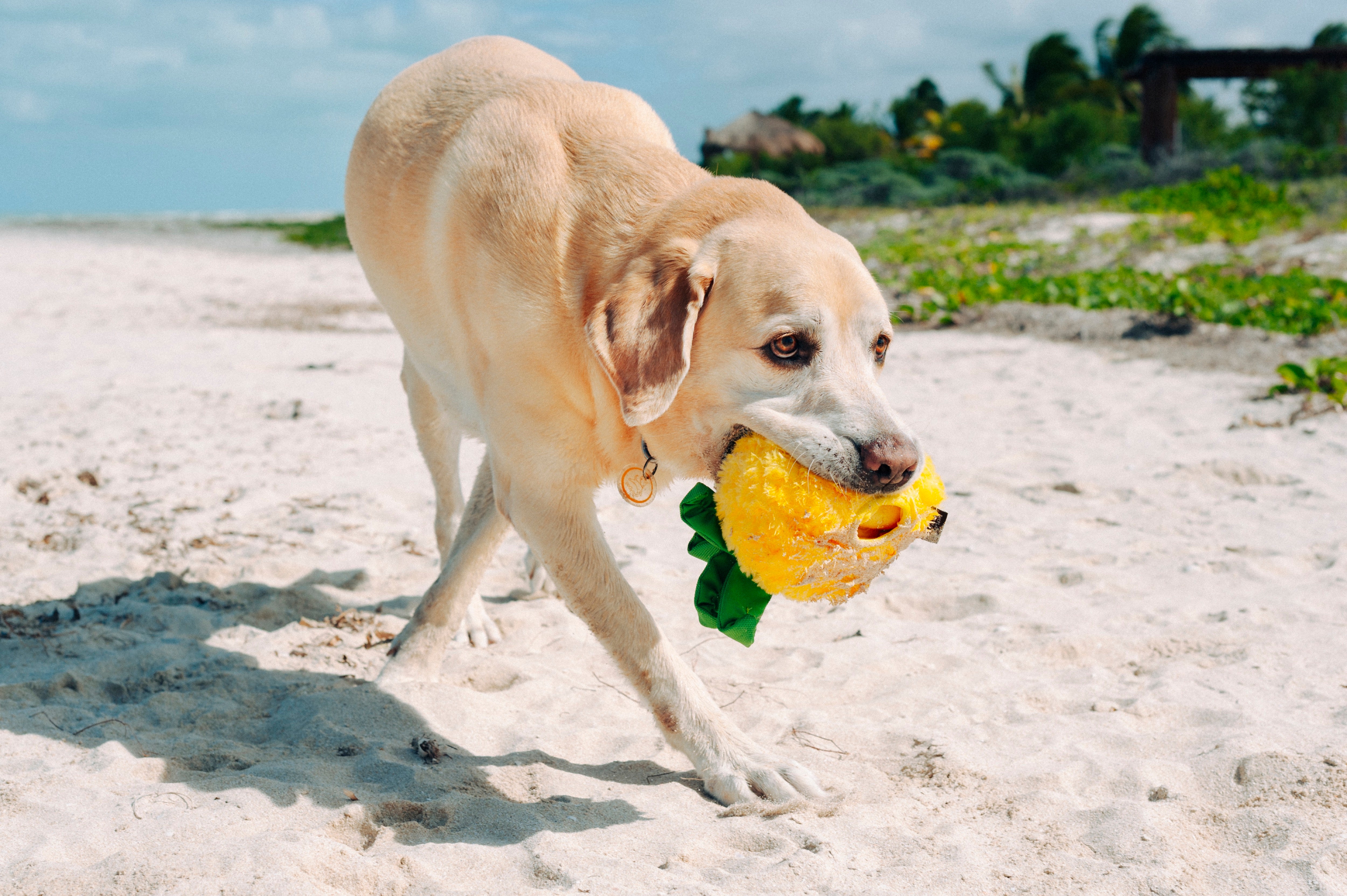 La Piña - Juguete de Peluche para Perros Tropical Paradise™ | Pet P.L.A.Y.