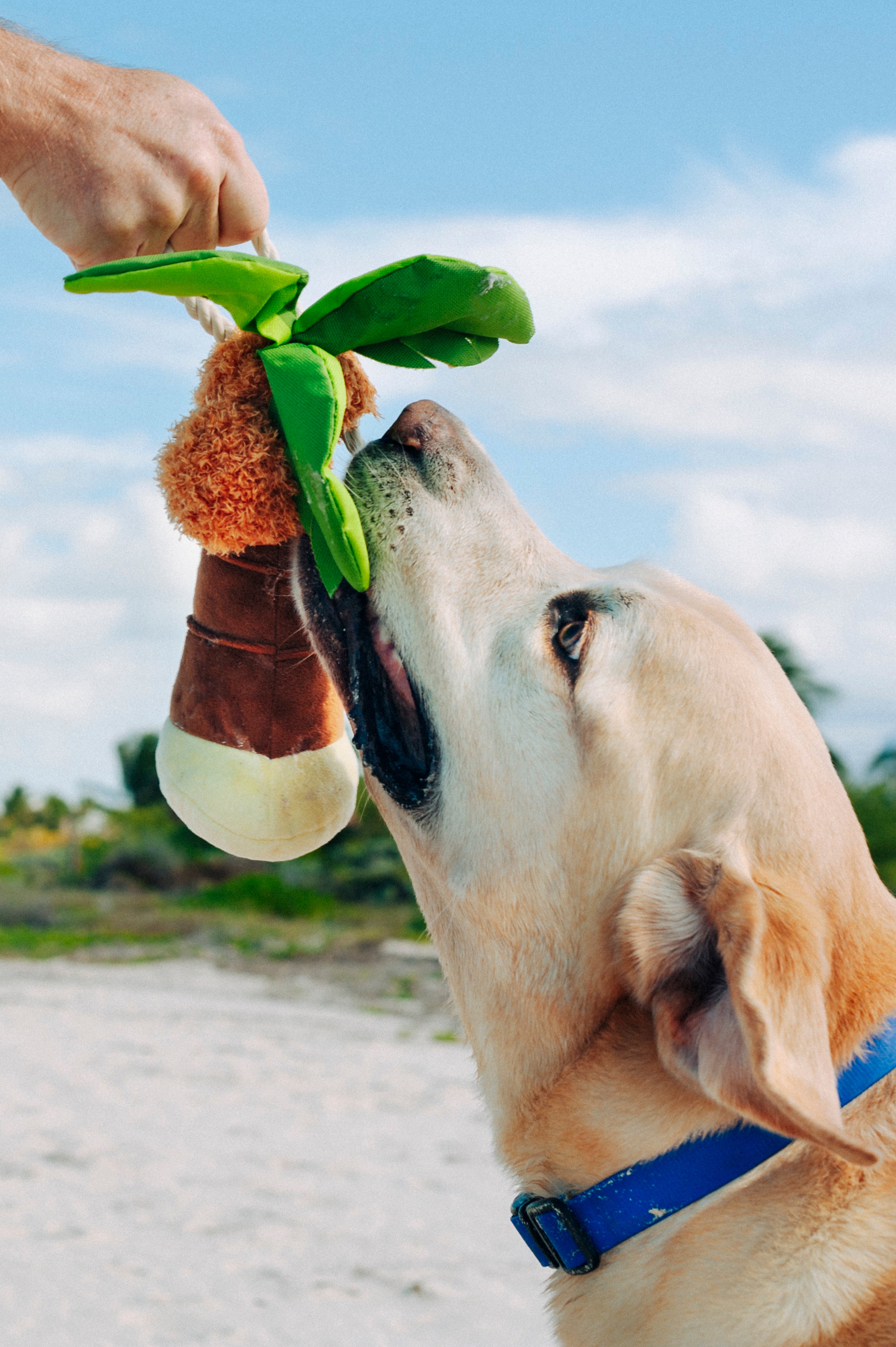 La Palma - Juguete de Peluche para Perros Tropical Paradise™ | Pet P.L.A.Y.