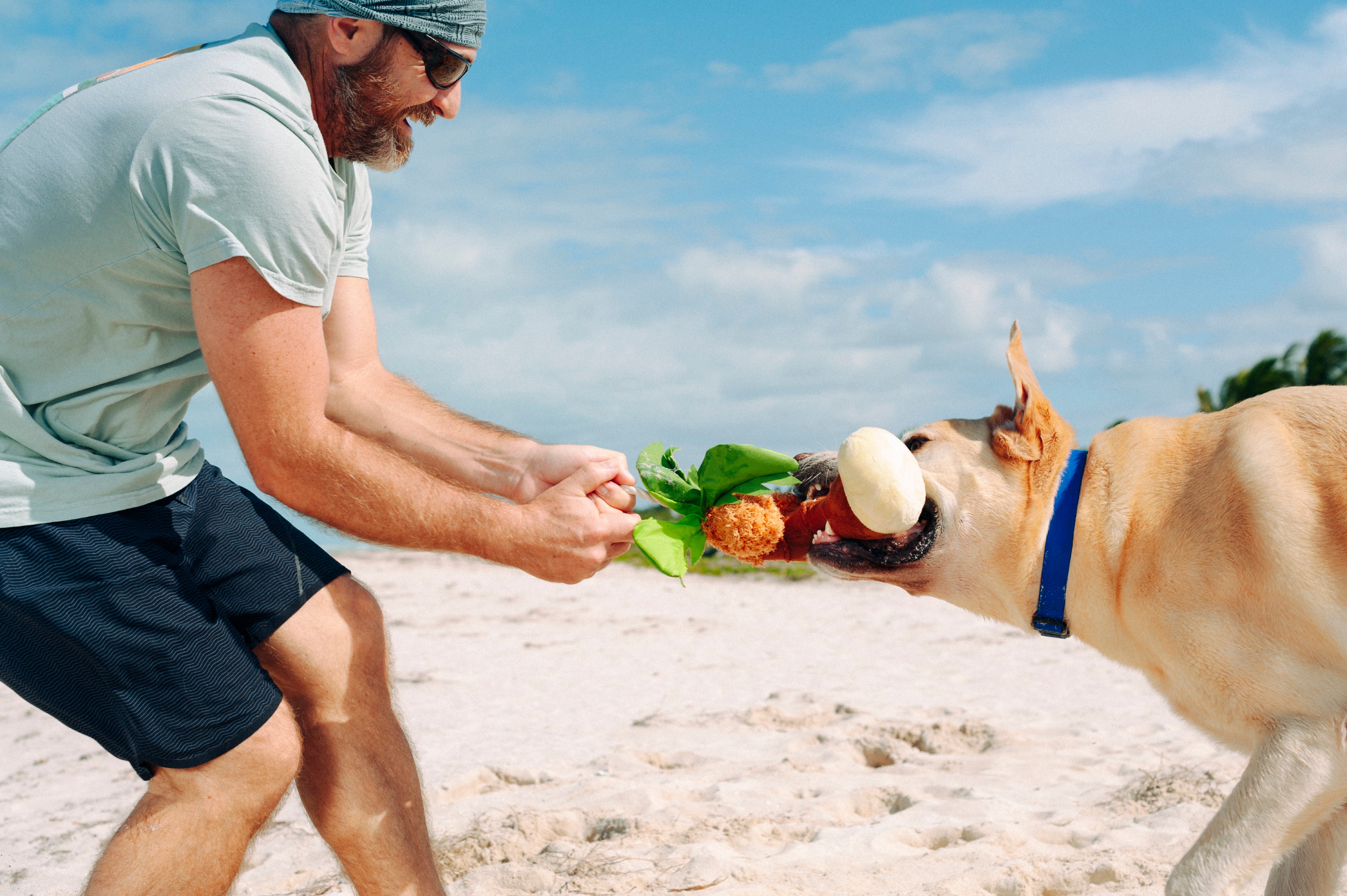 La Palma - Juguete de Peluche para Perros Tropical Paradise™ | Pet P.L.A.Y.