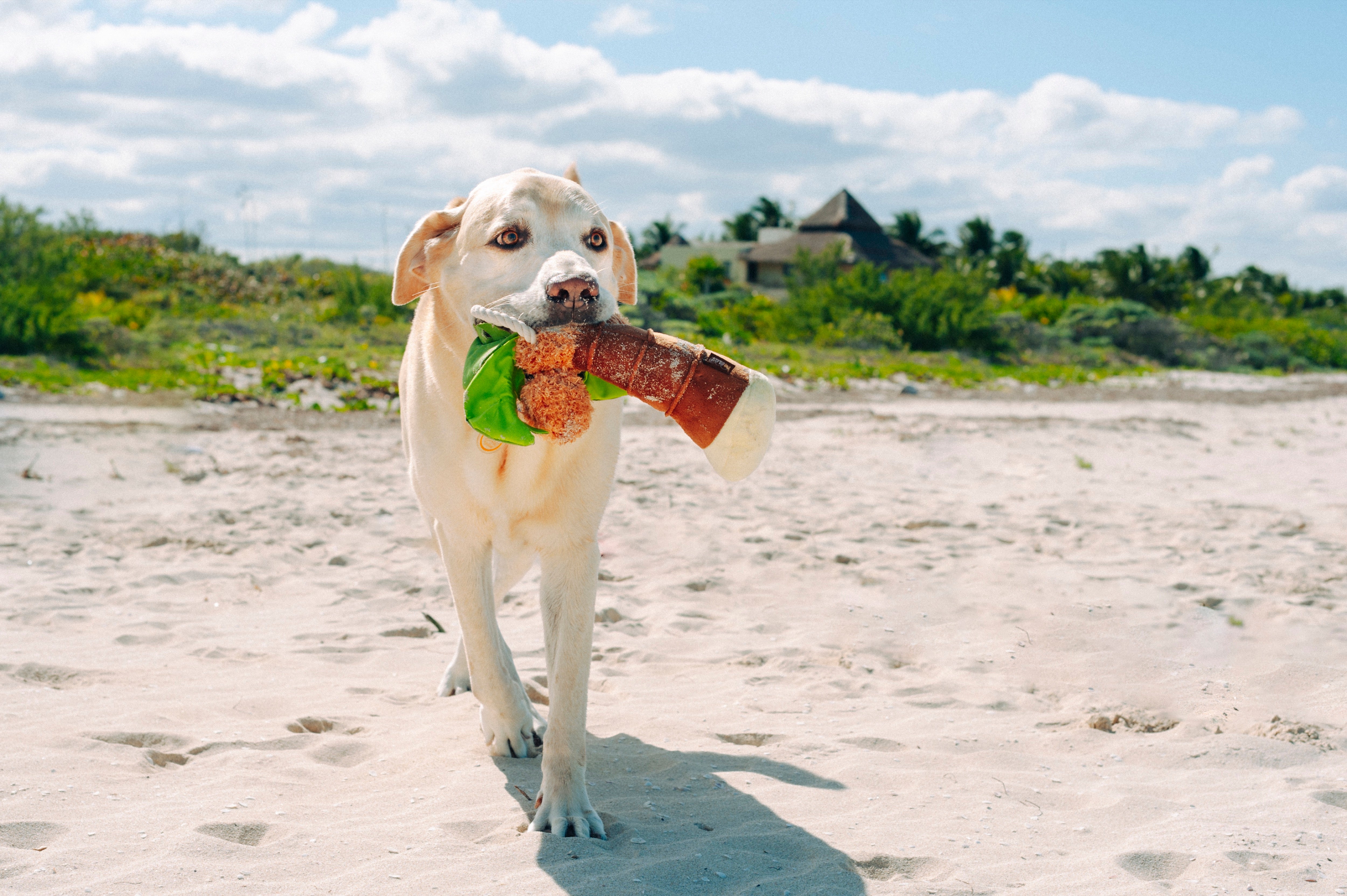 La Palma - Juguete de Peluche para Perros Tropical Paradise™ | Pet P.L.A.Y.