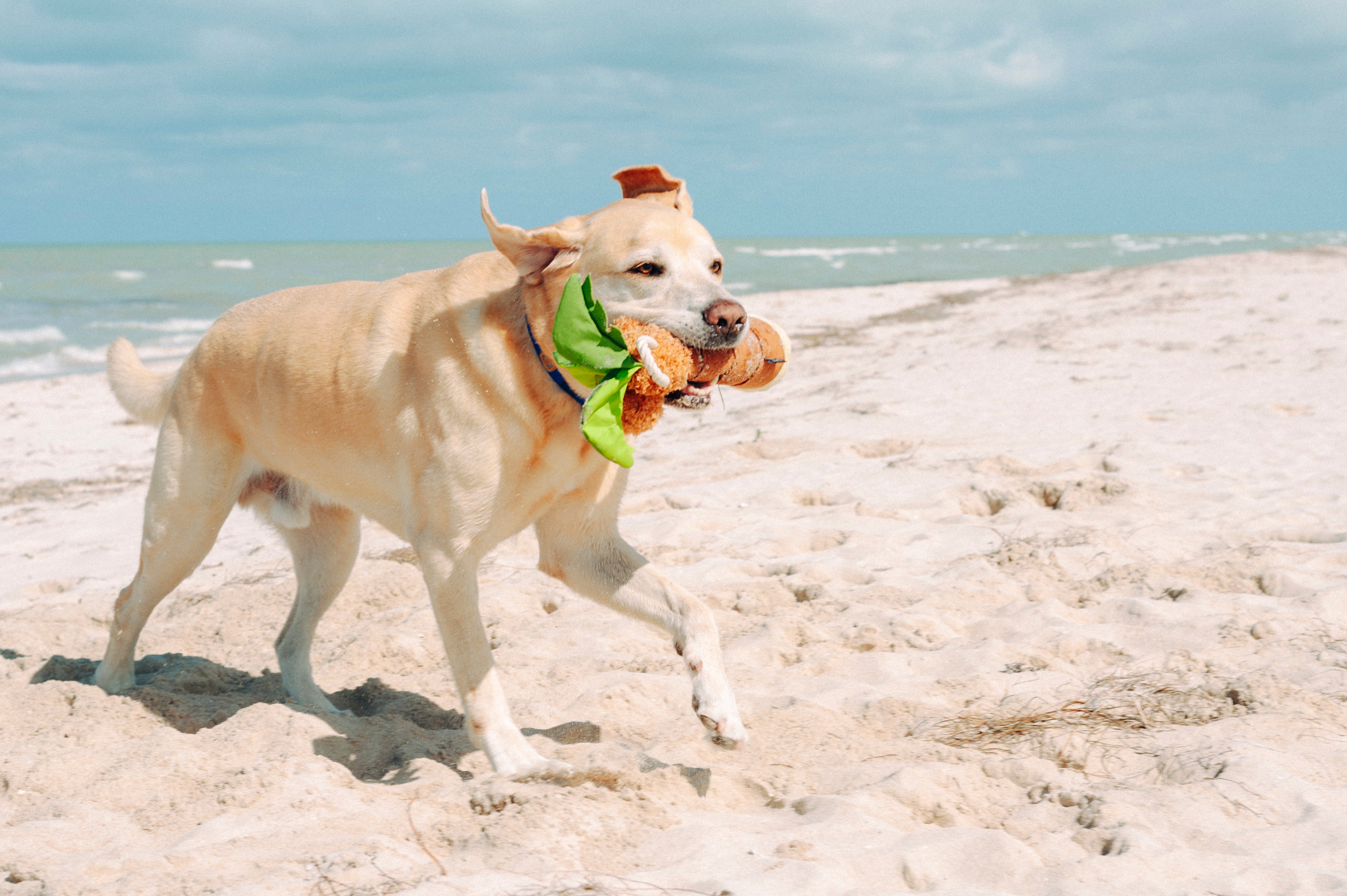 La Palma - Juguete de Peluche para Perros Tropical Paradise™ | Pet P.L.A.Y.