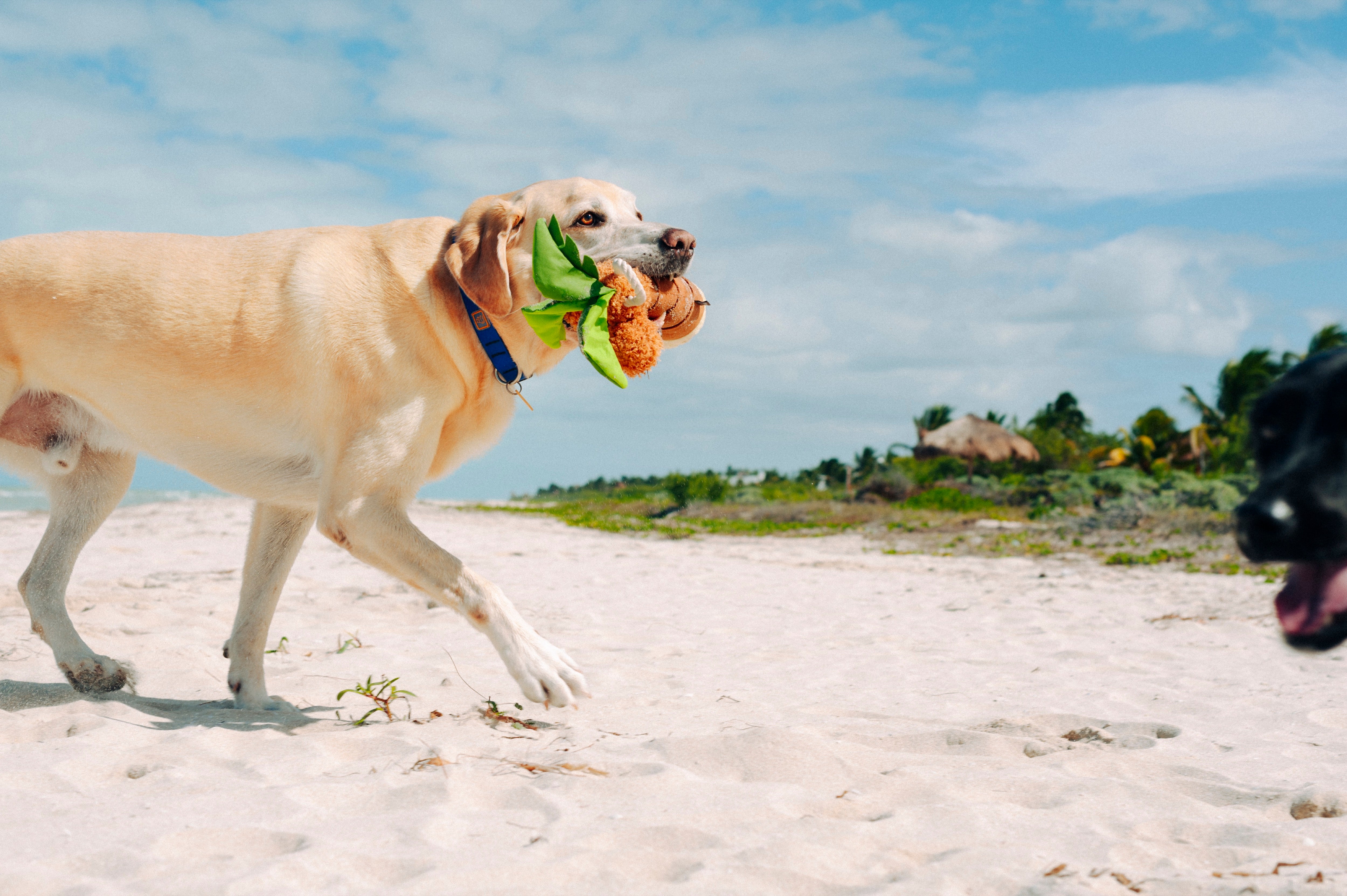 La Palma - Juguete de Peluche para Perros Tropical Paradise™ | Pet P.L.A.Y.