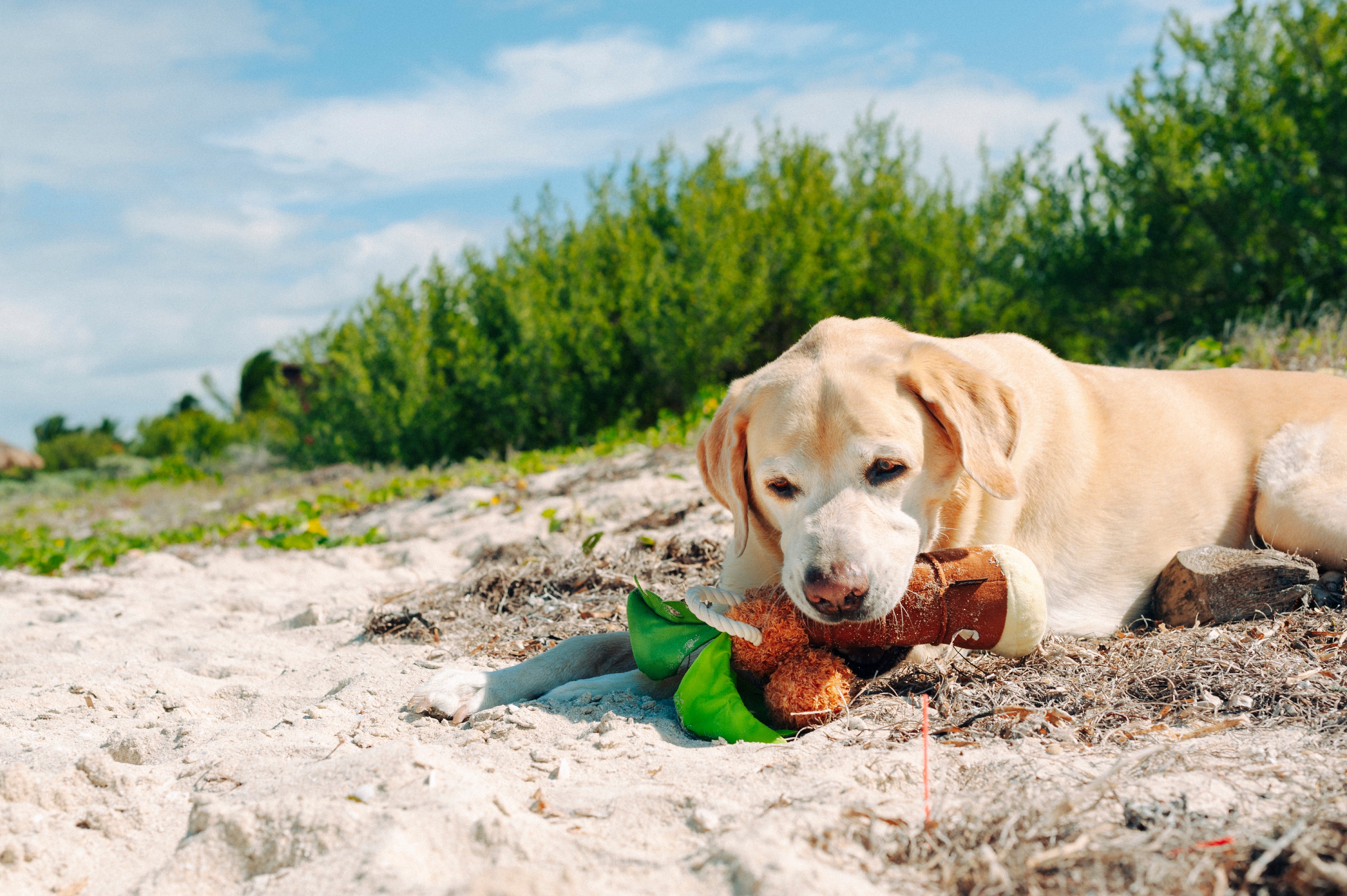 La Palma - Juguete de Peluche para Perros Tropical Paradise™ | Pet P.L.A.Y.