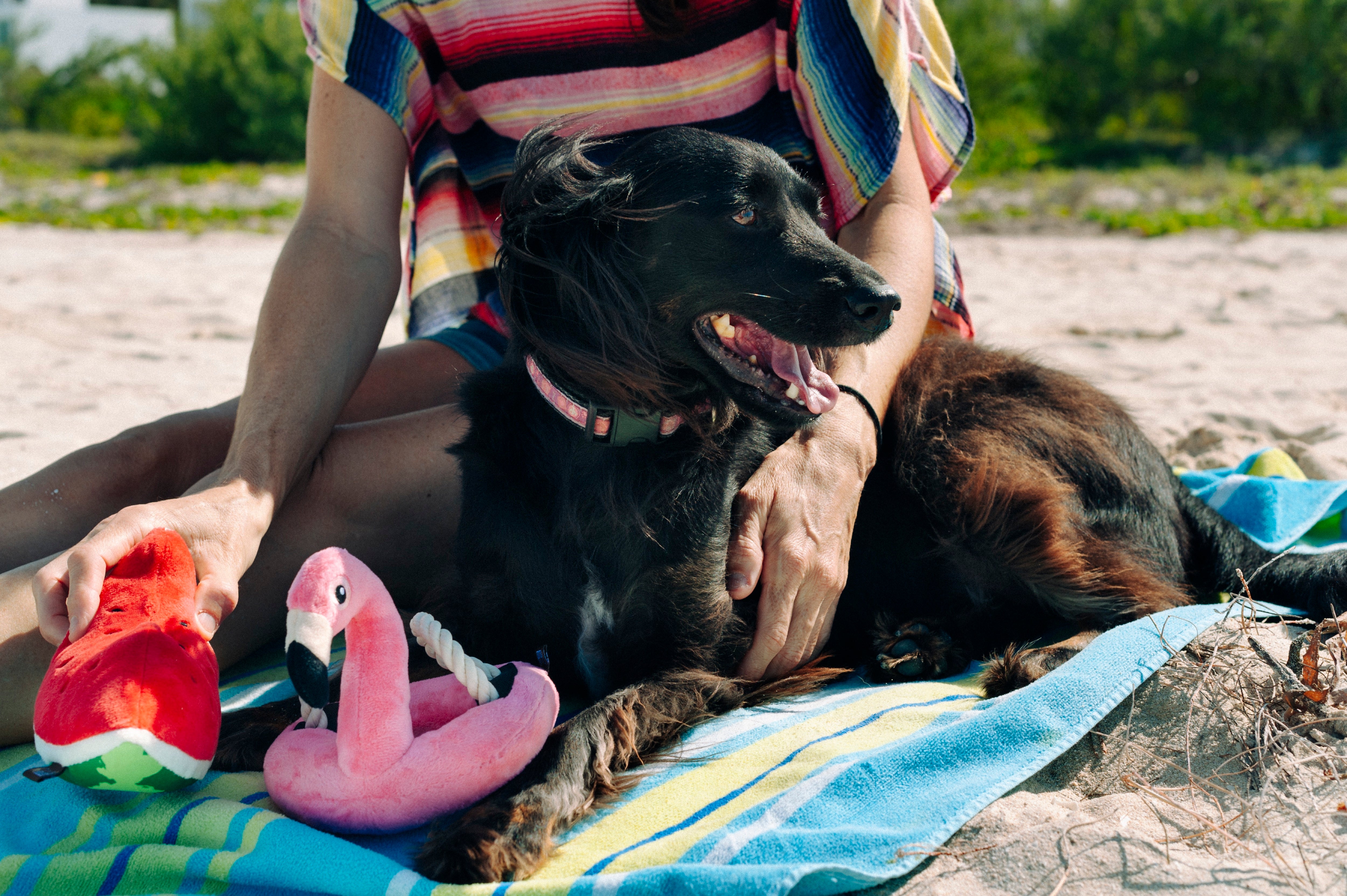 El Flamenco Flotante - Juguete de Peluche para Perros Tropical Paradise™ | Pet P.L.A.Y.