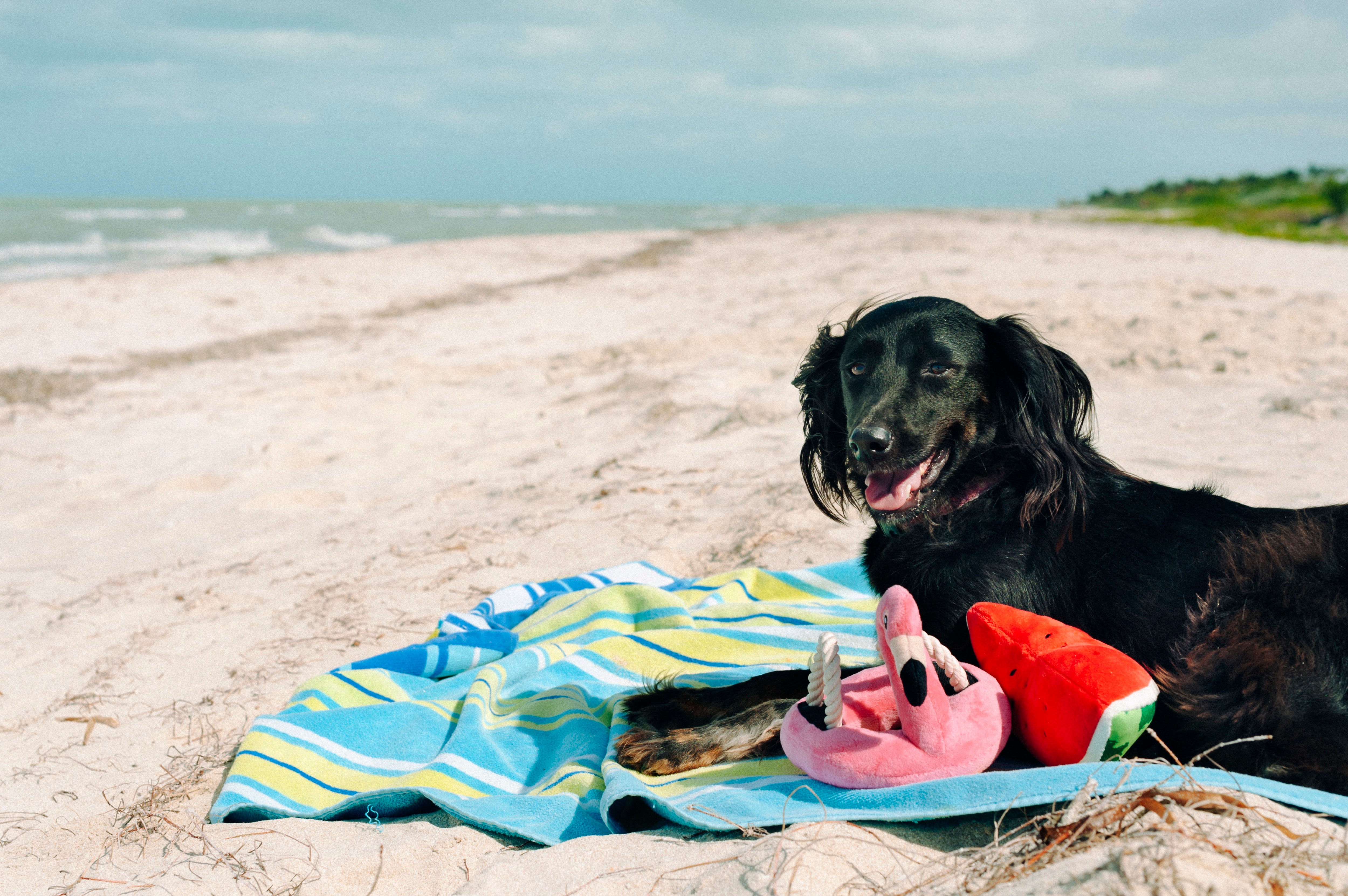 El Flamenco Flotante - Juguete de Peluche para Perros Tropical Paradise™ | Pet P.L.A.Y.