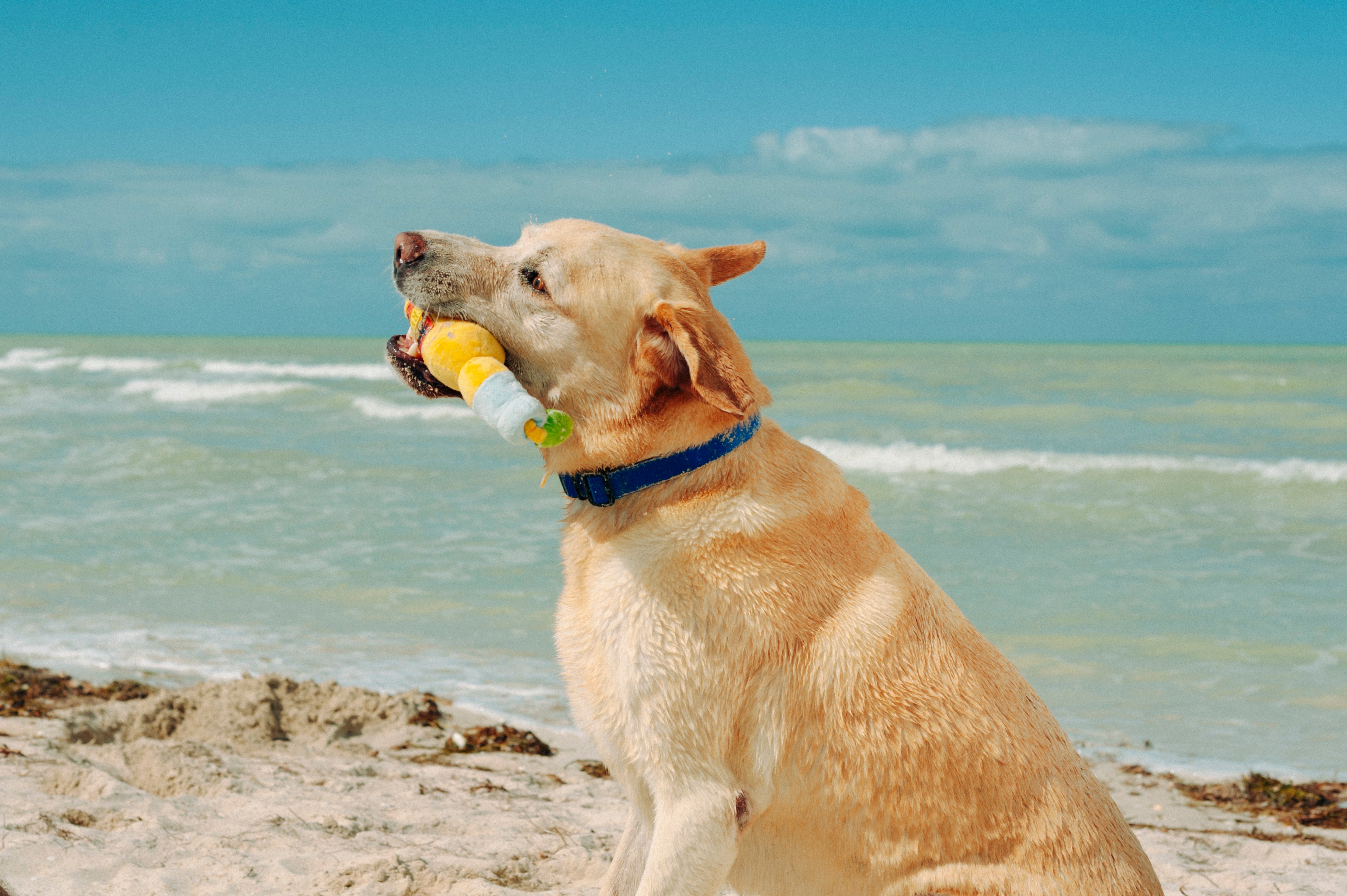 La Cerveza Tropical - Juguete de Peluche para Perros Tropical Paradise™ | Pet P.L.A.Y.