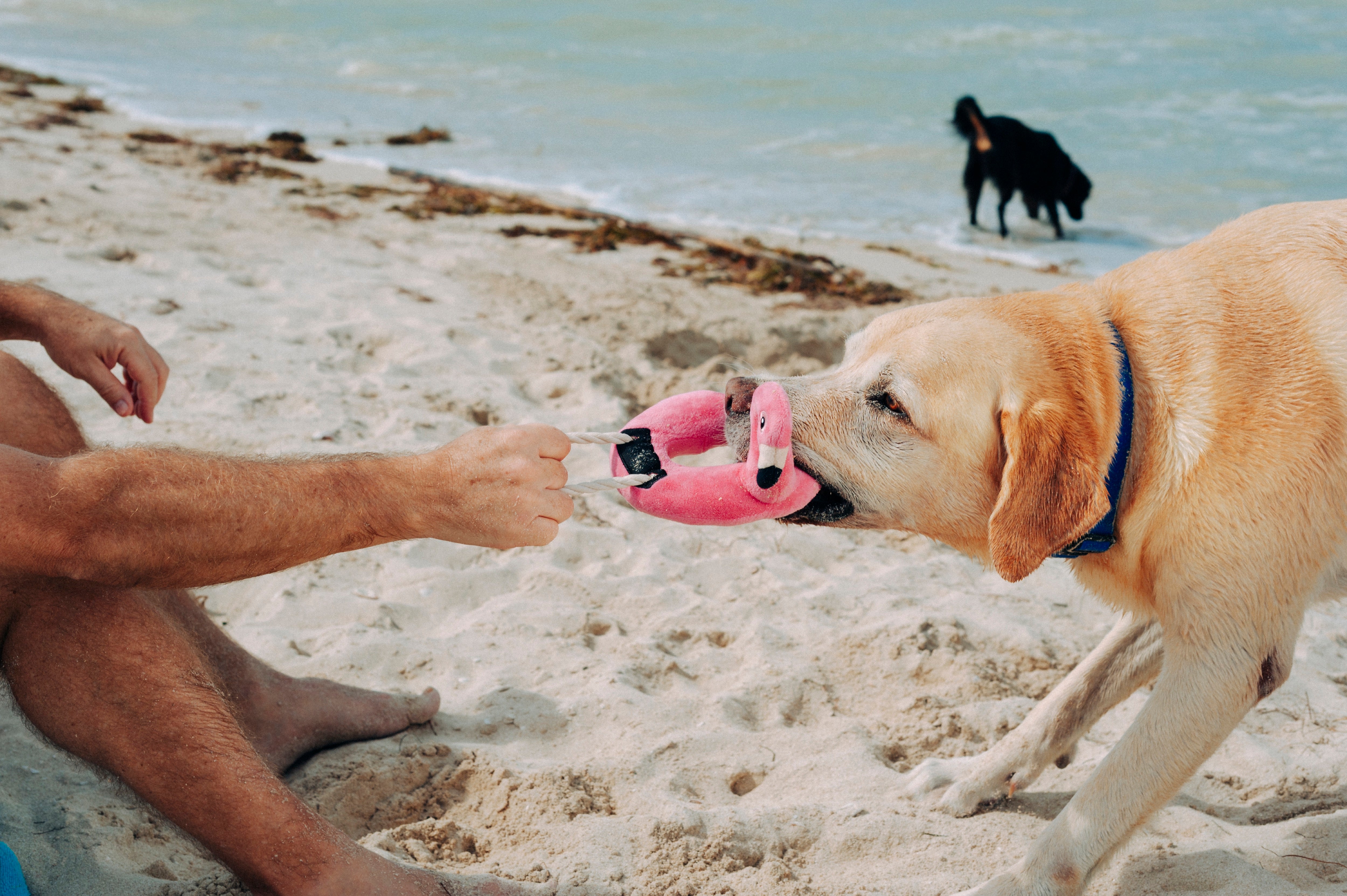 El Flamenco Flotante - Juguete de Peluche para Perros Tropical Paradise™ | Pet P.L.A.Y.