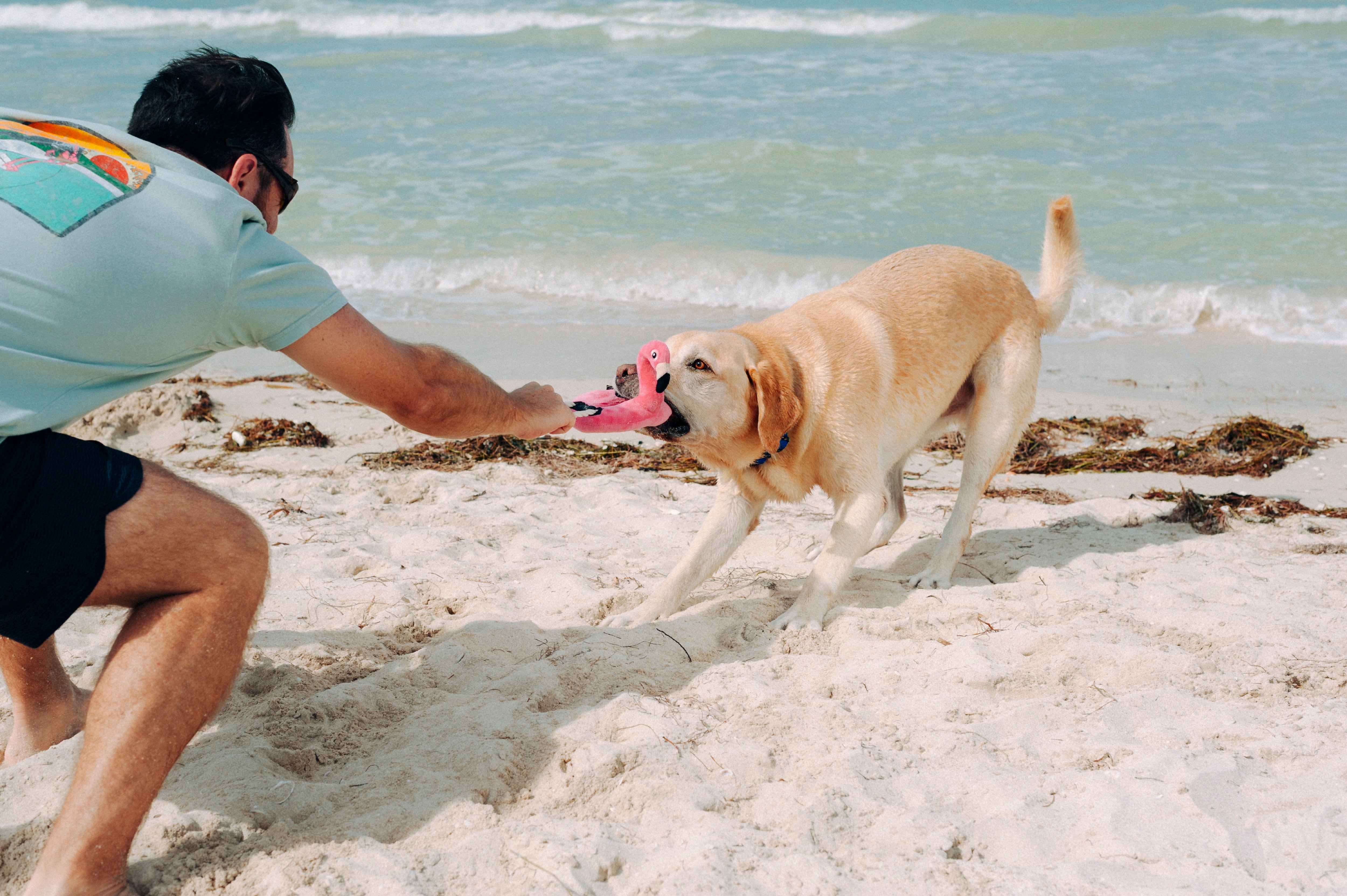 El Flamenco Flotante - Juguete de Peluche para Perros Tropical Paradise™ | Pet P.L.A.Y.