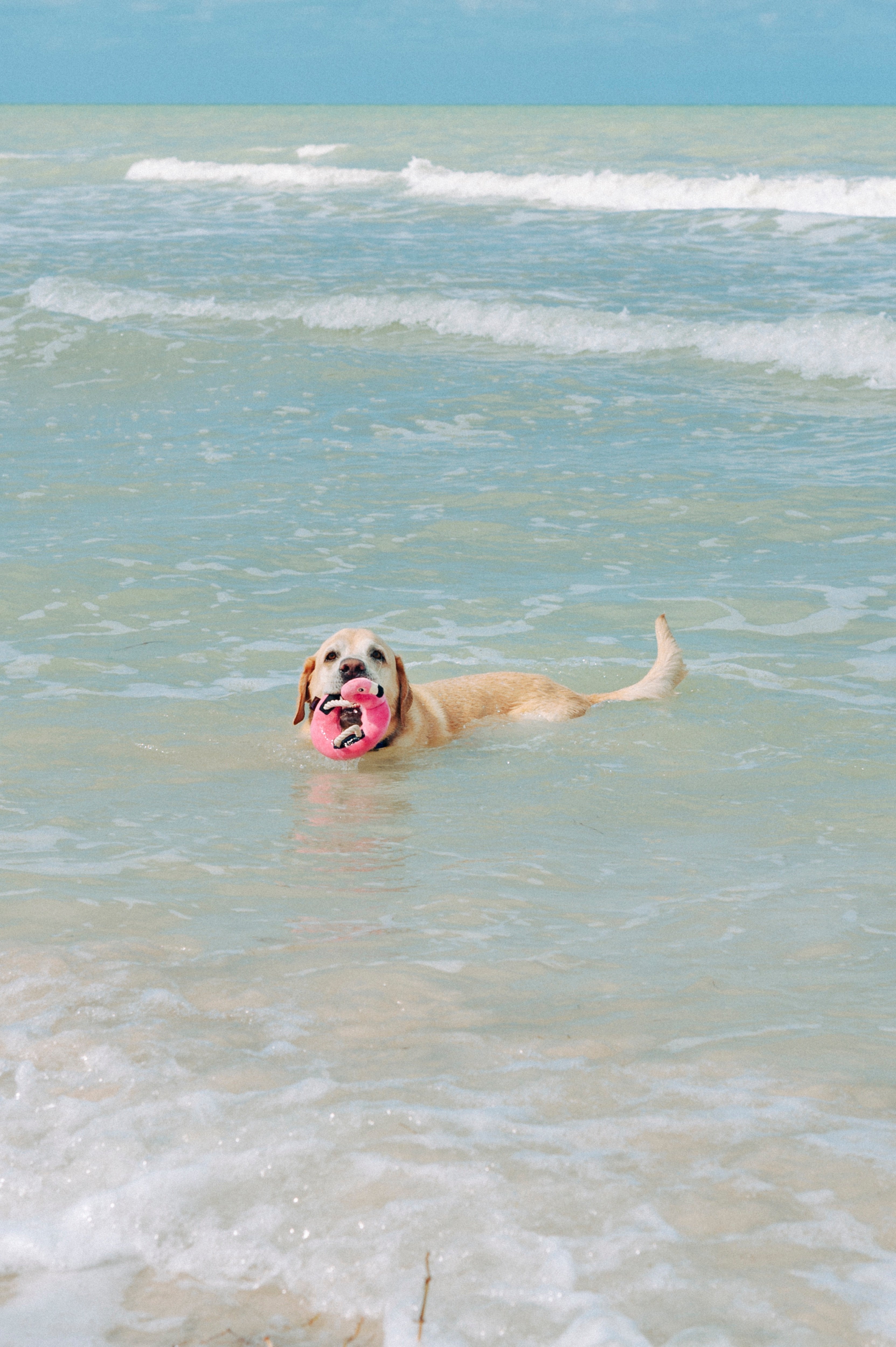 El Flamenco Flotante - Juguete de Peluche para Perros Tropical Paradise™ | Pet P.L.A.Y.