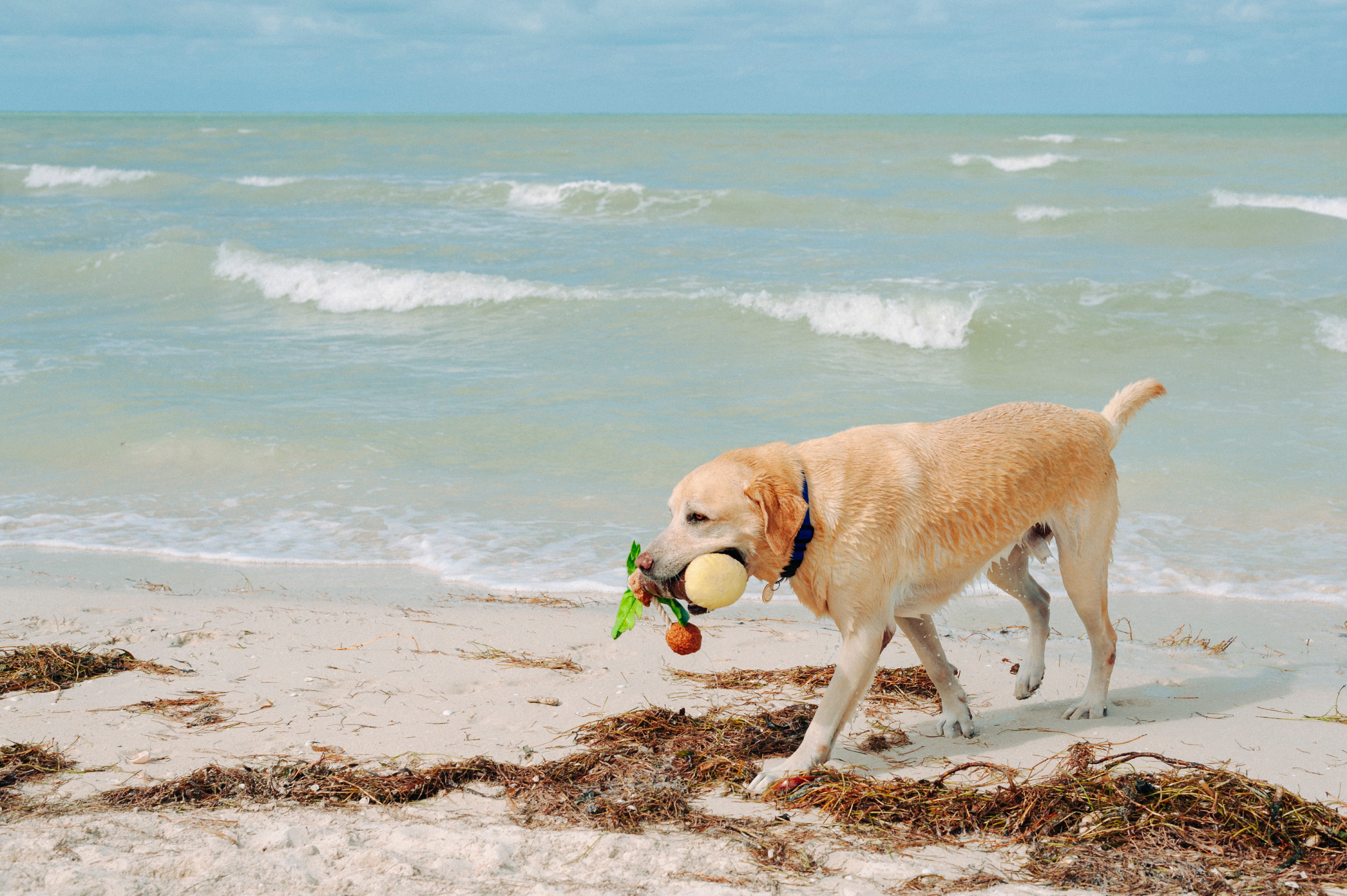 La Palma - Juguete de Peluche para Perros Tropical Paradise™ | Pet P.L.A.Y.