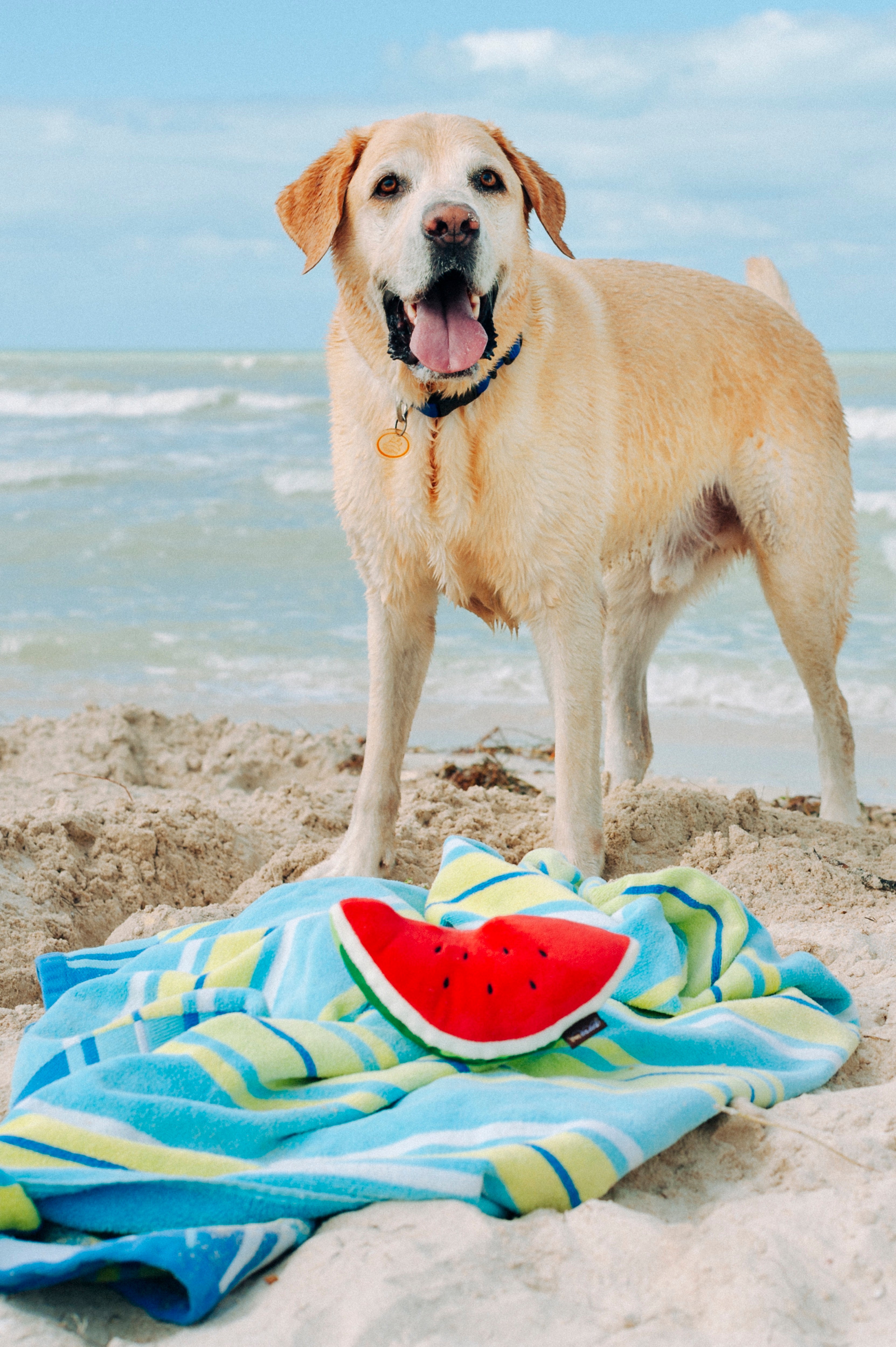 La Sandía - Juguete de Peluche para Perros Tropical Paradise™ | Pet P.L.A.Y.