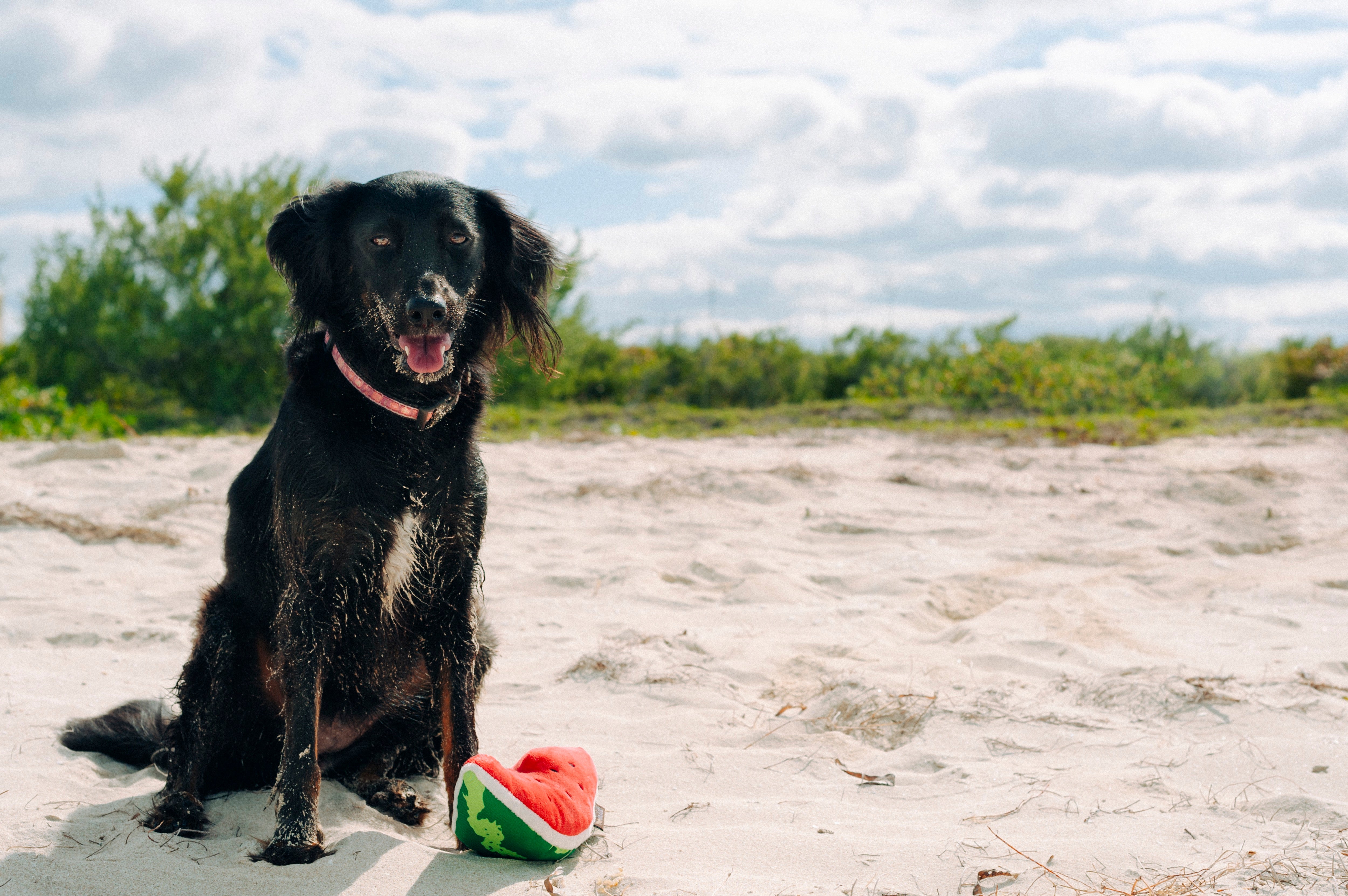 La Sandía - Juguete de Peluche para Perros Tropical Paradise™ | Pet P.L.A.Y.