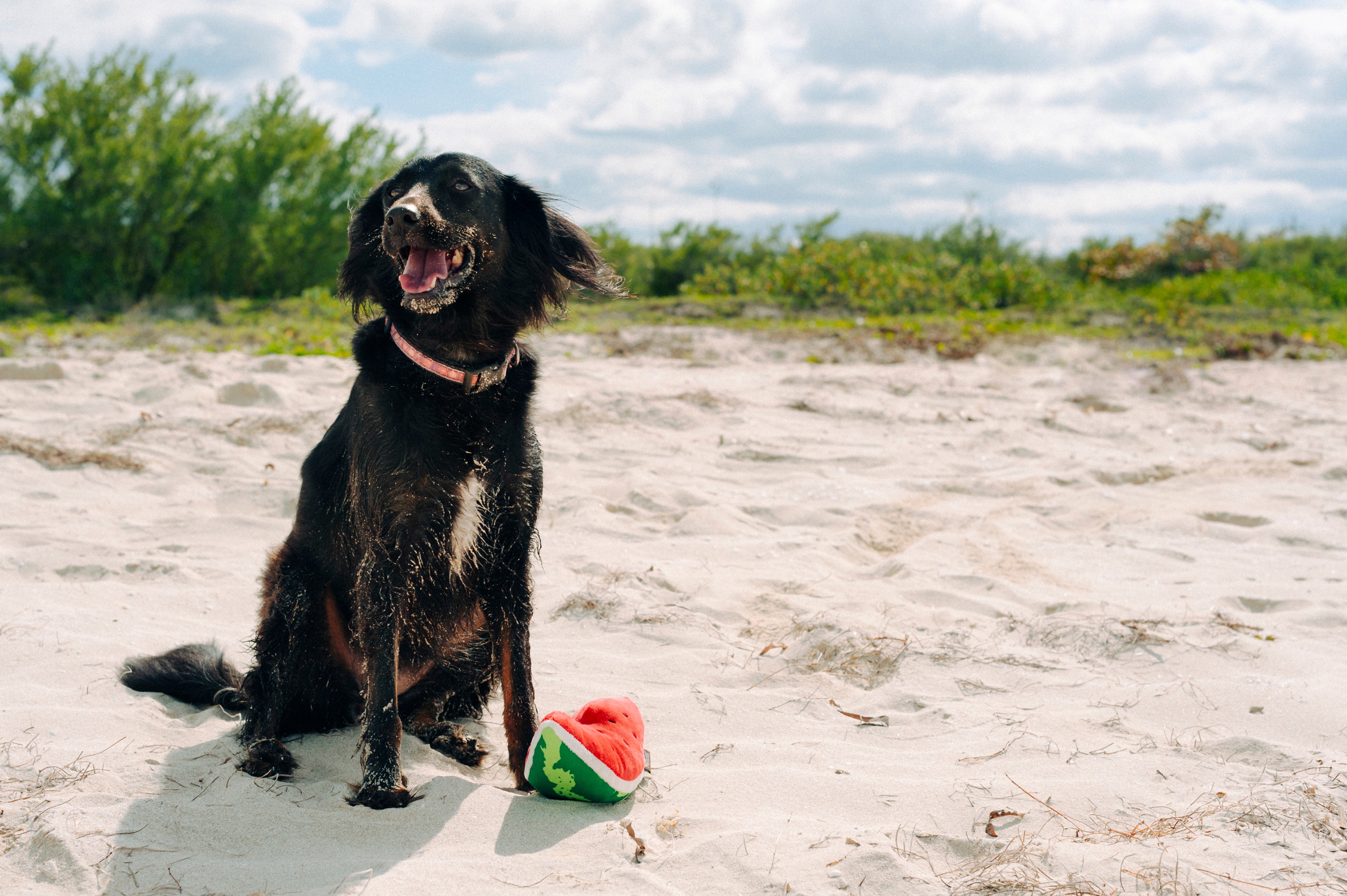 La Sandía - Juguete de Peluche para Perros Tropical Paradise™ | Pet P.L.A.Y.