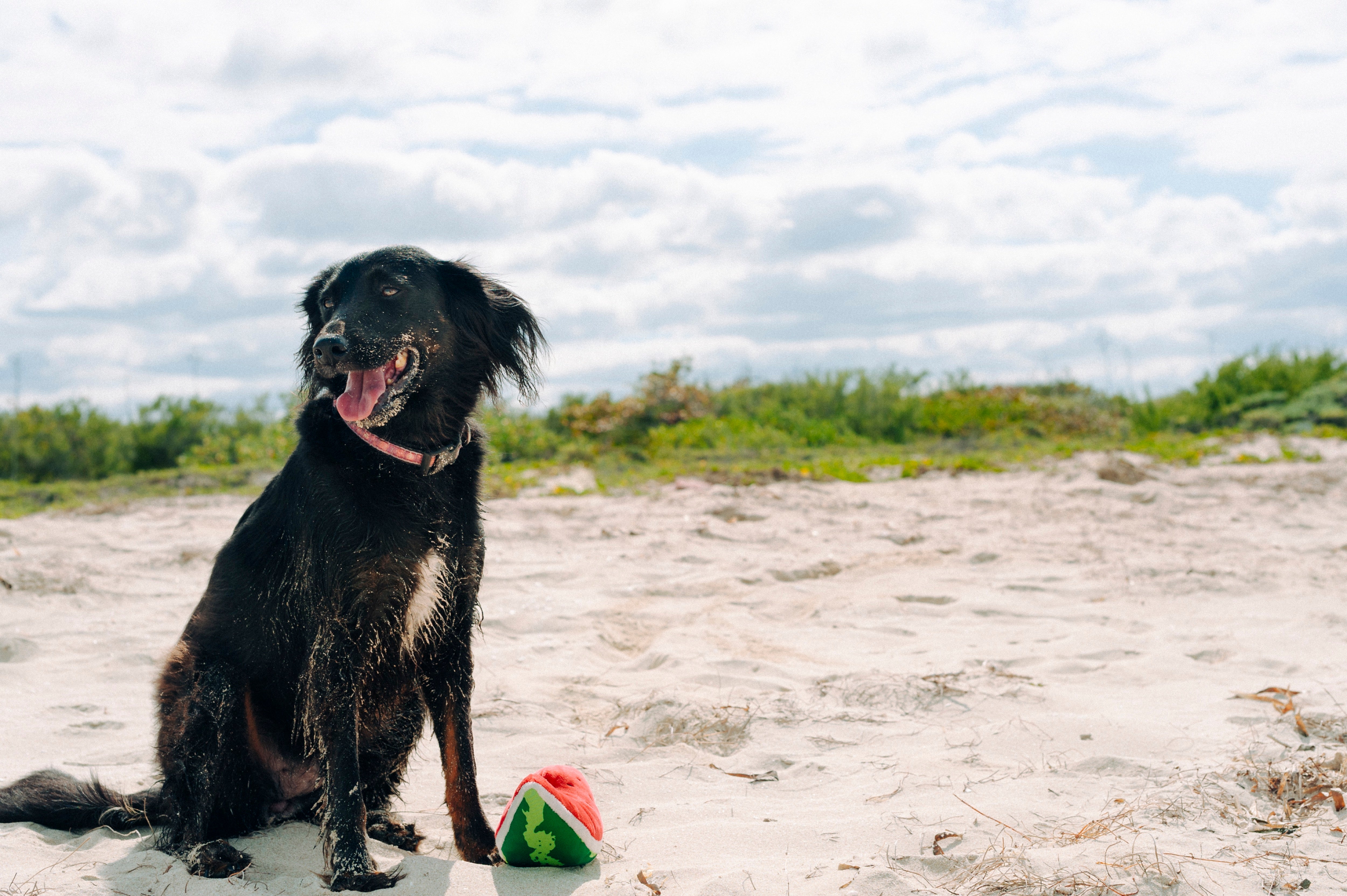 La Sandía - Juguete de Peluche para Perros Tropical Paradise™ | Pet P.L.A.Y.