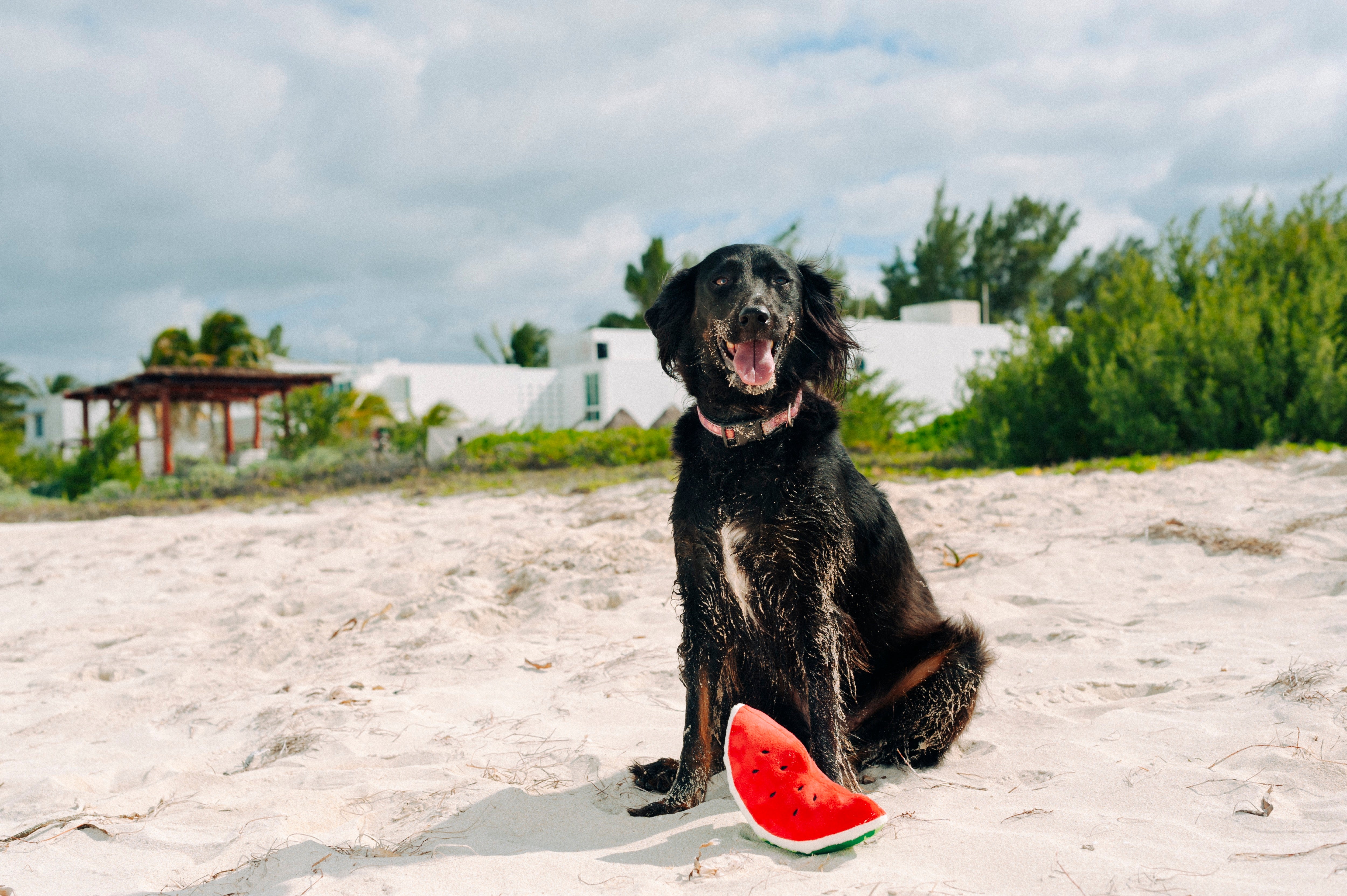 La Sandía - Juguete de Peluche para Perros Tropical Paradise™ | Pet P.L.A.Y.