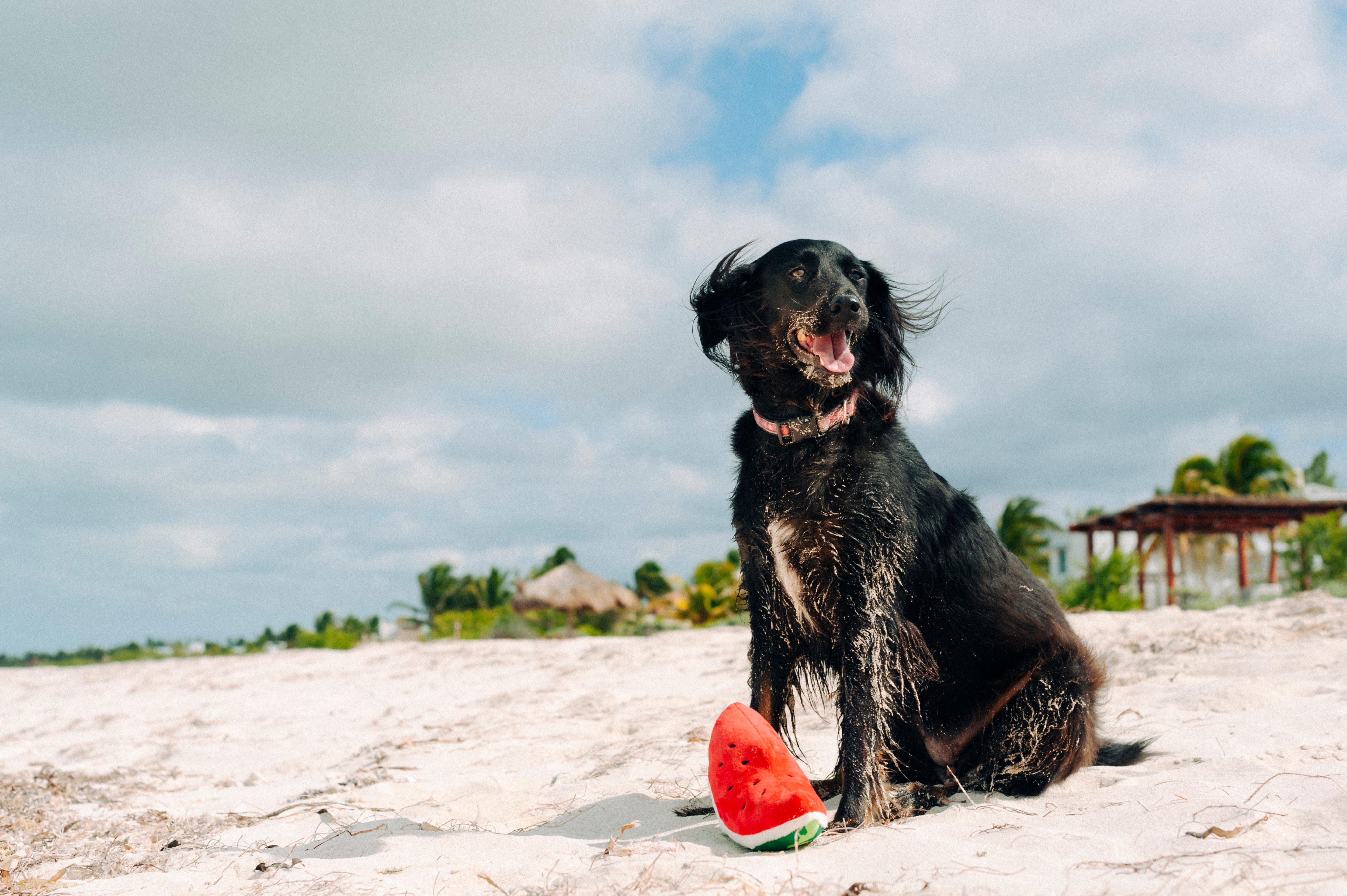 La Sandía - Juguete de Peluche para Perros Tropical Paradise™ | Pet P.L.A.Y.