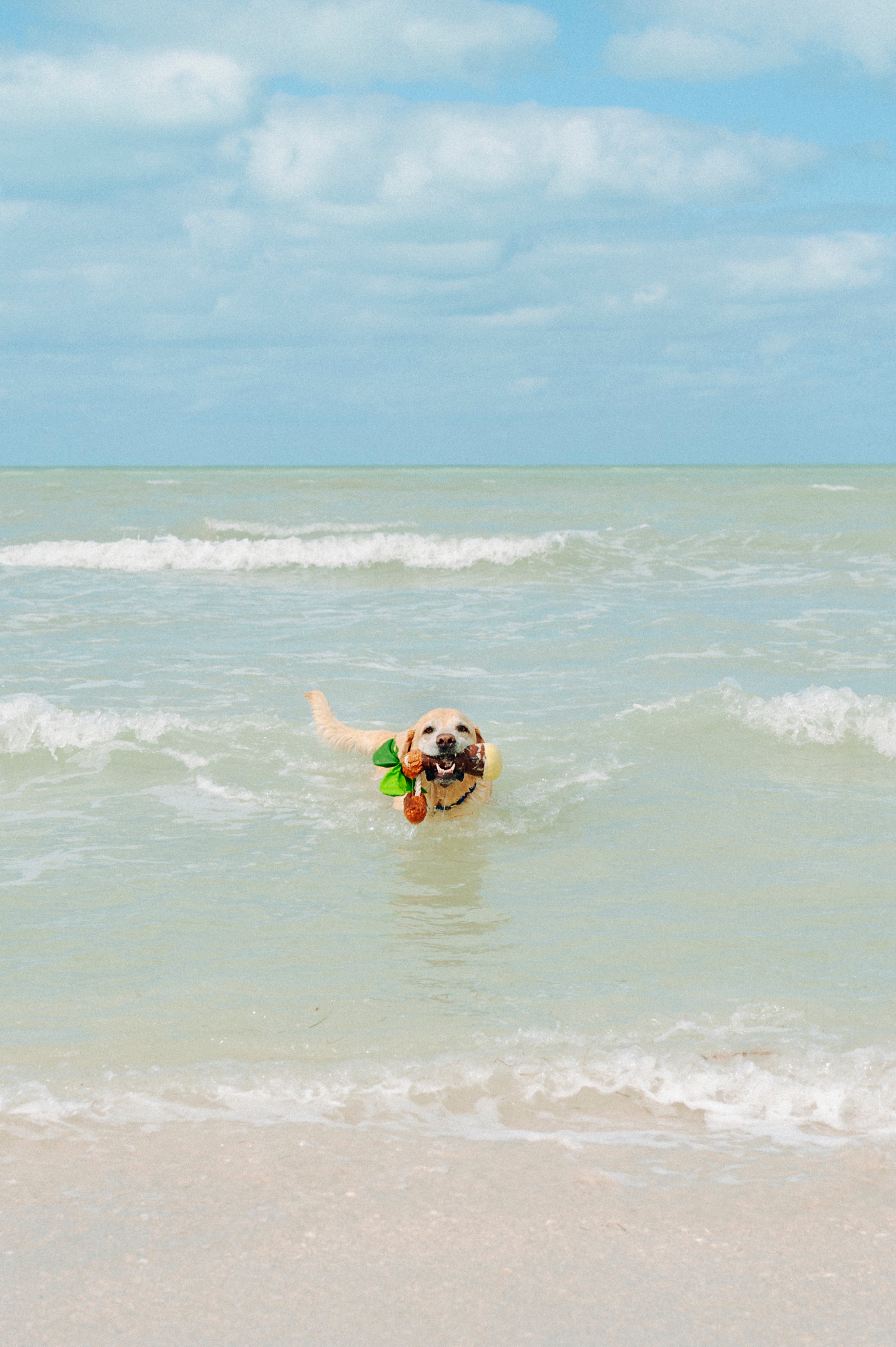 La Palma - Juguete de Peluche para Perros Tropical Paradise™ | Pet P.L.A.Y.