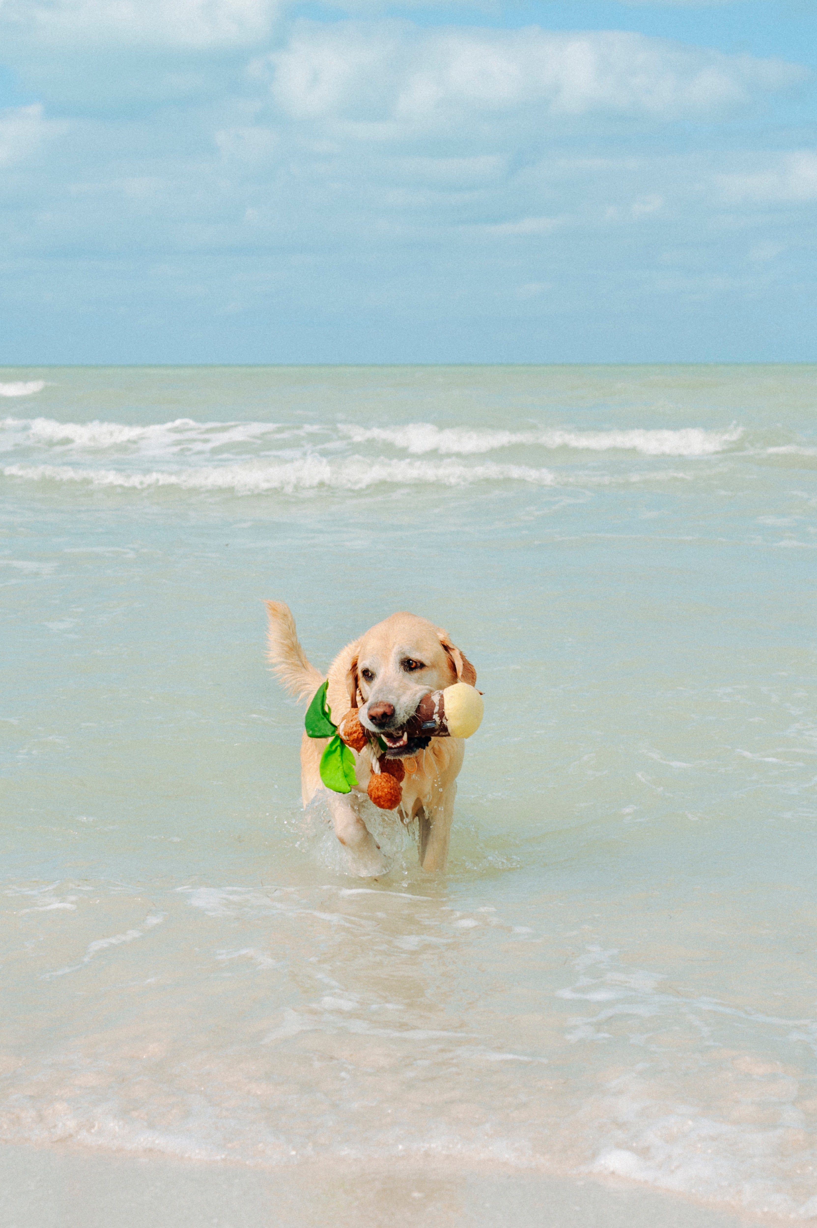 La Palma - Juguete de Peluche para Perros Tropical Paradise™ | Pet P.L.A.Y.