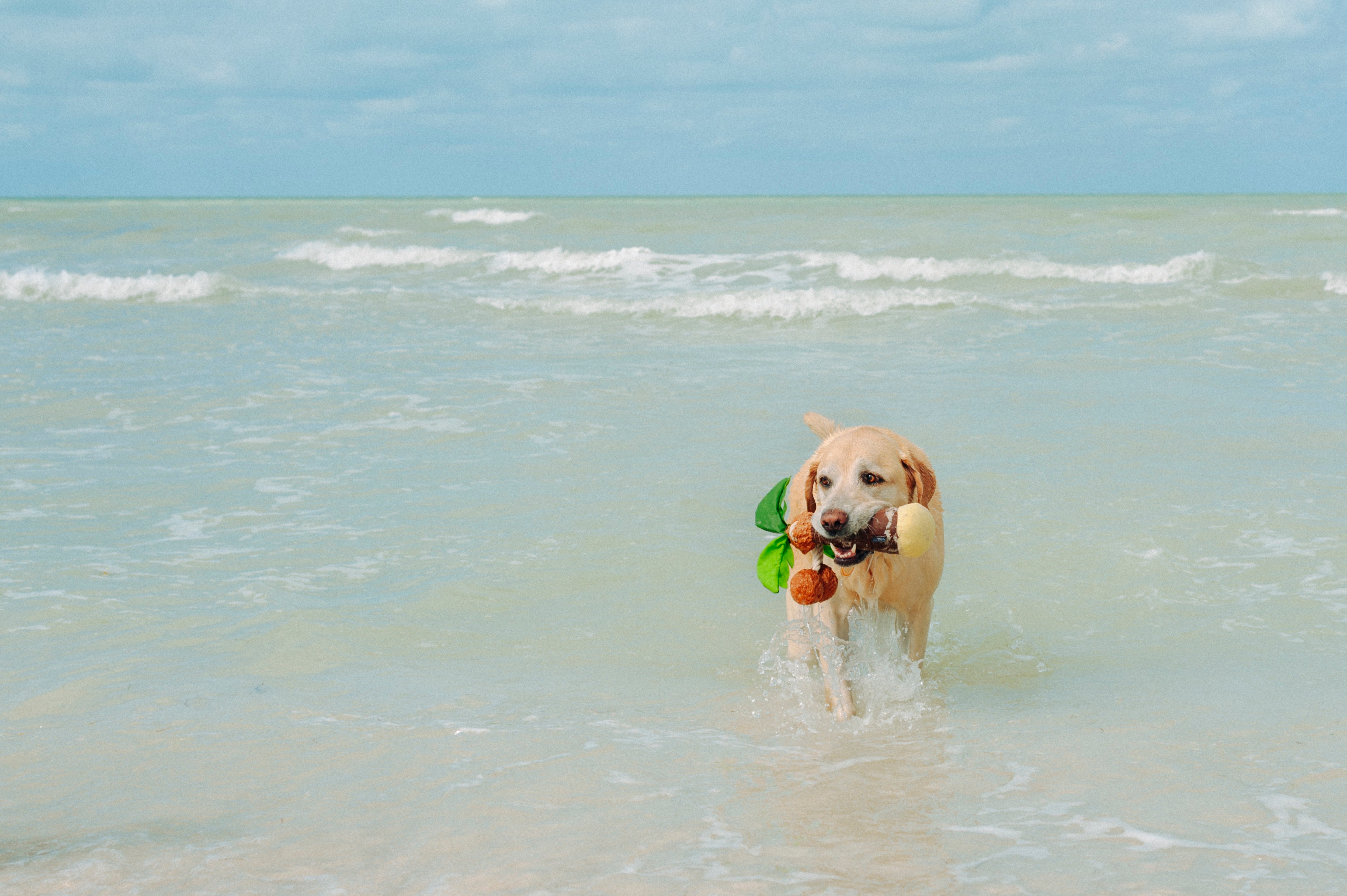 La Sandía - Juguete de Peluche para Perros Tropical Paradise™ | Pet P.L.A.Y.