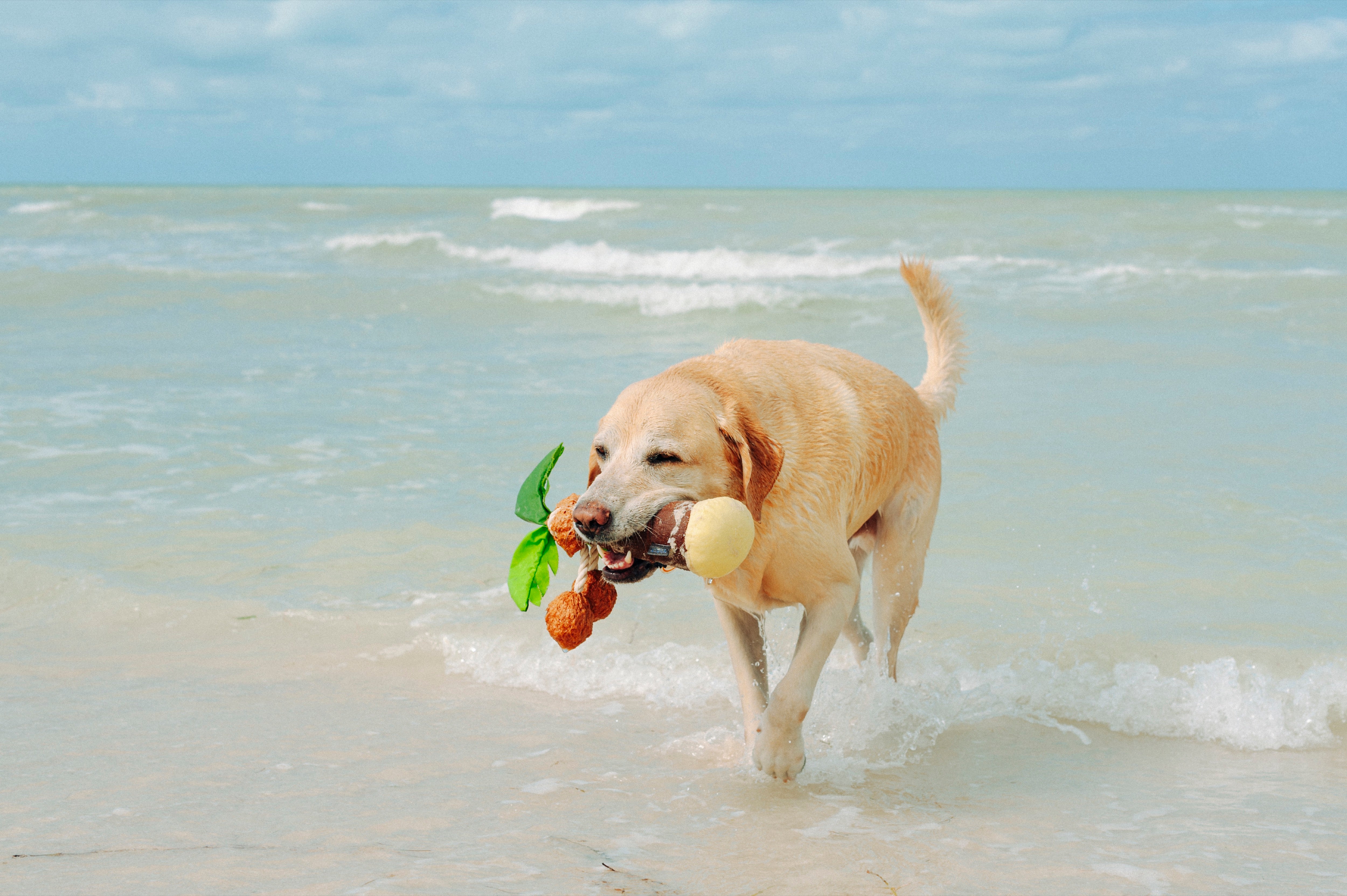 La Palma - Juguete de Peluche para Perros Tropical Paradise™ | Pet P.L.A.Y.