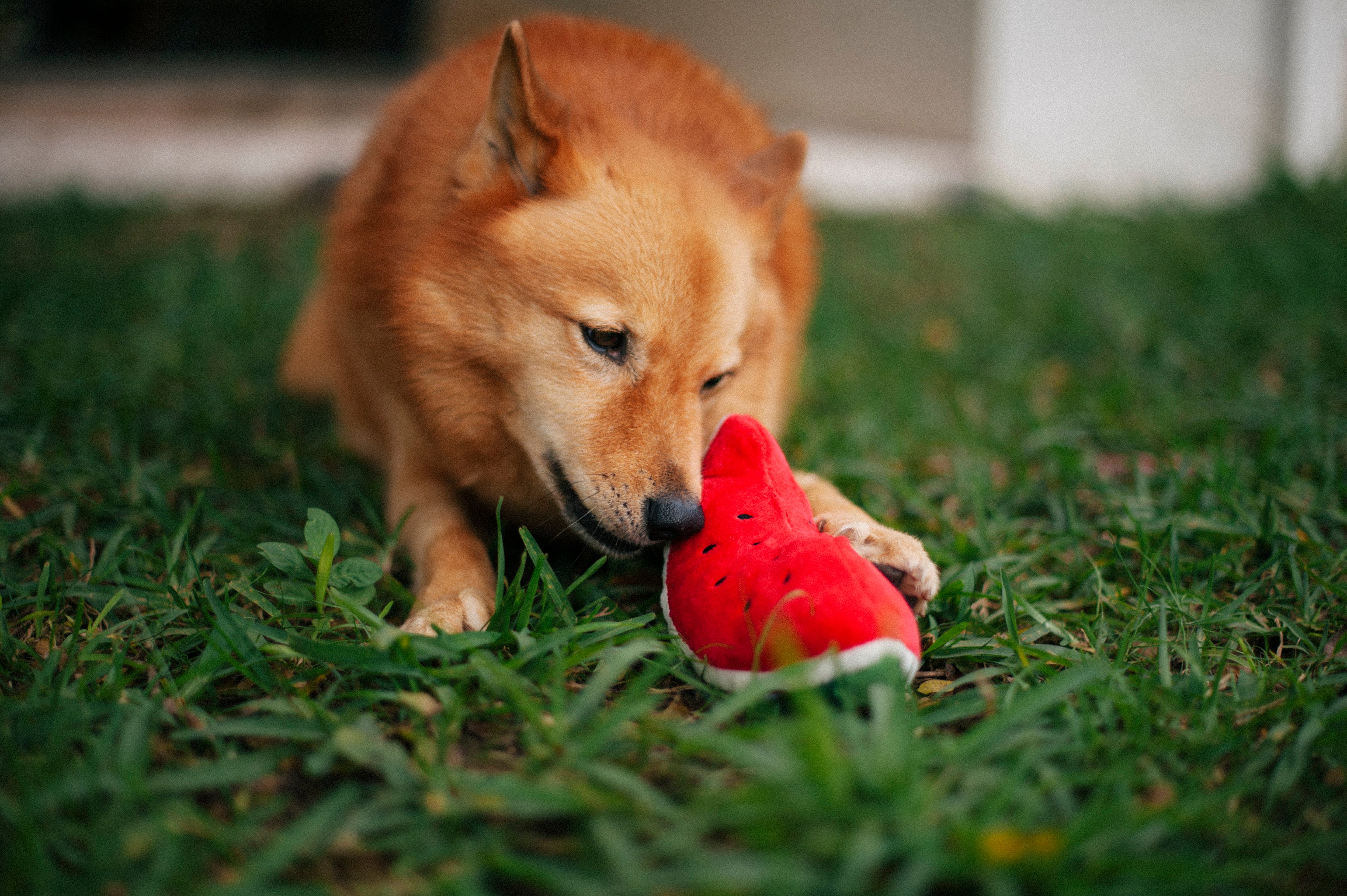 La Sandía - Juguete de Peluche para Perros Tropical Paradise™ | Pet P.L.A.Y.