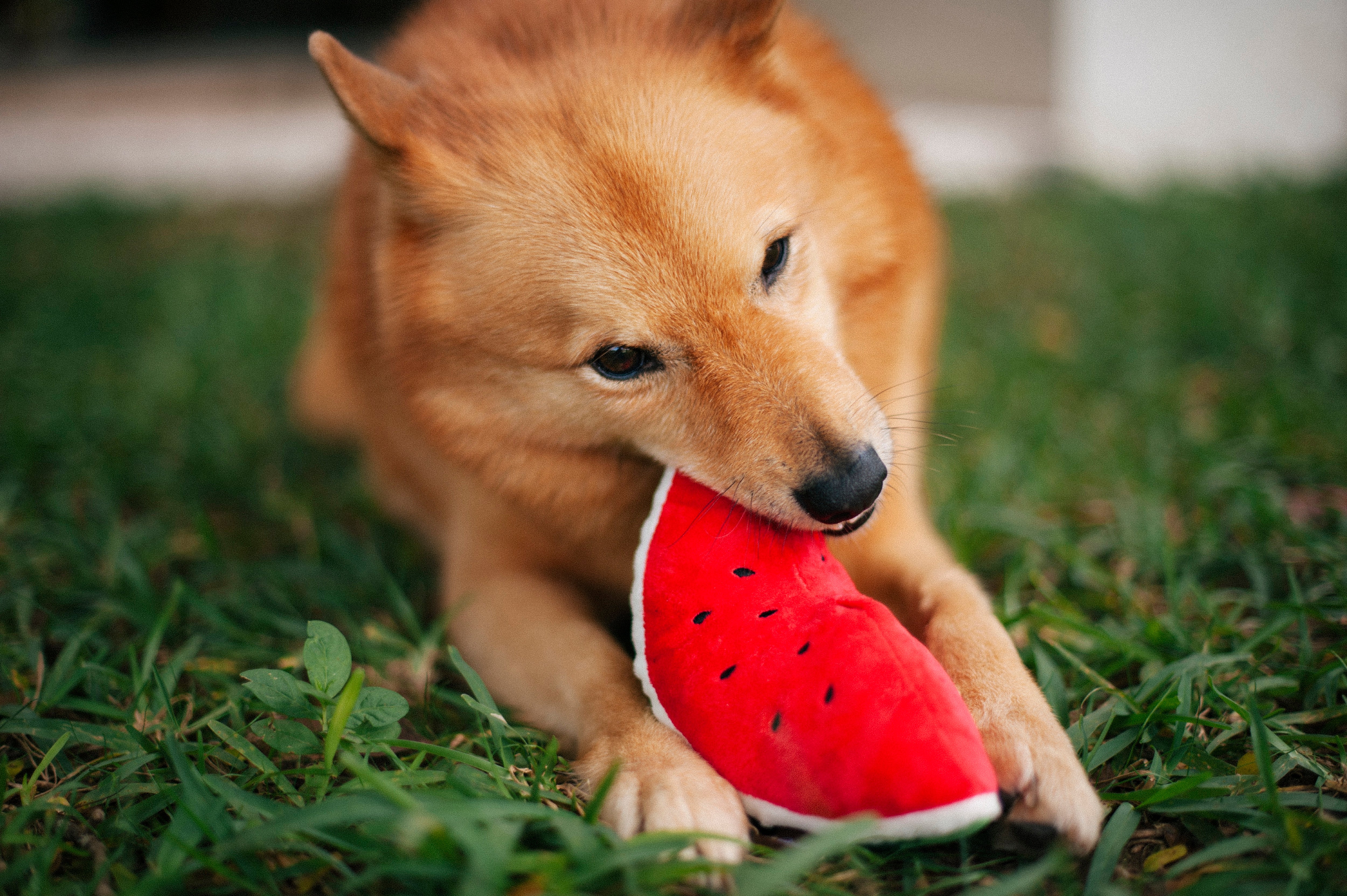 La Sandía - Juguete de Peluche para Perros Tropical Paradise™ | Pet P.L.A.Y.