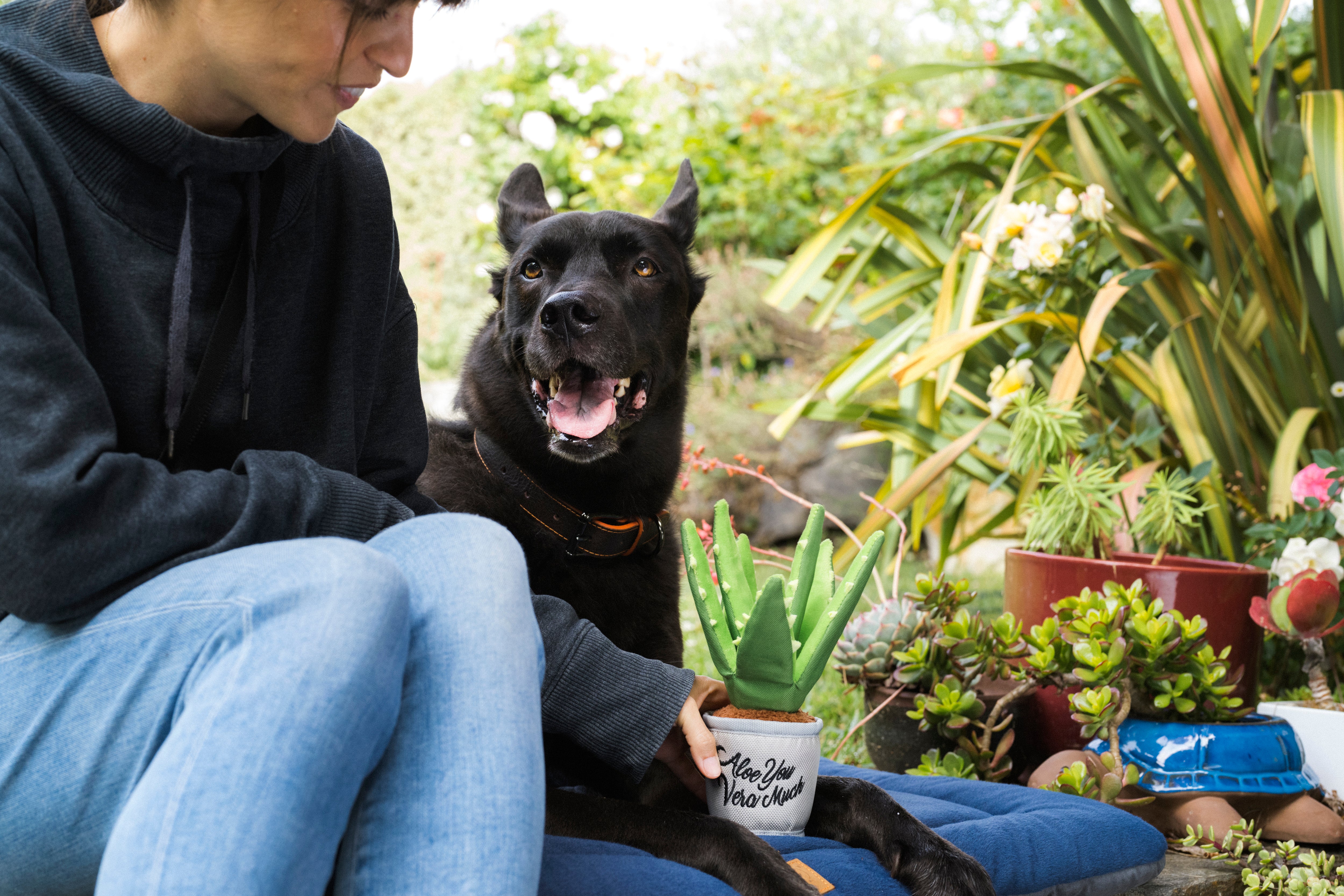 La Planta Aloe-ve You - Juguete de Peluche para Perros Blooming Buddies™ | Pet P.L.A.Y.