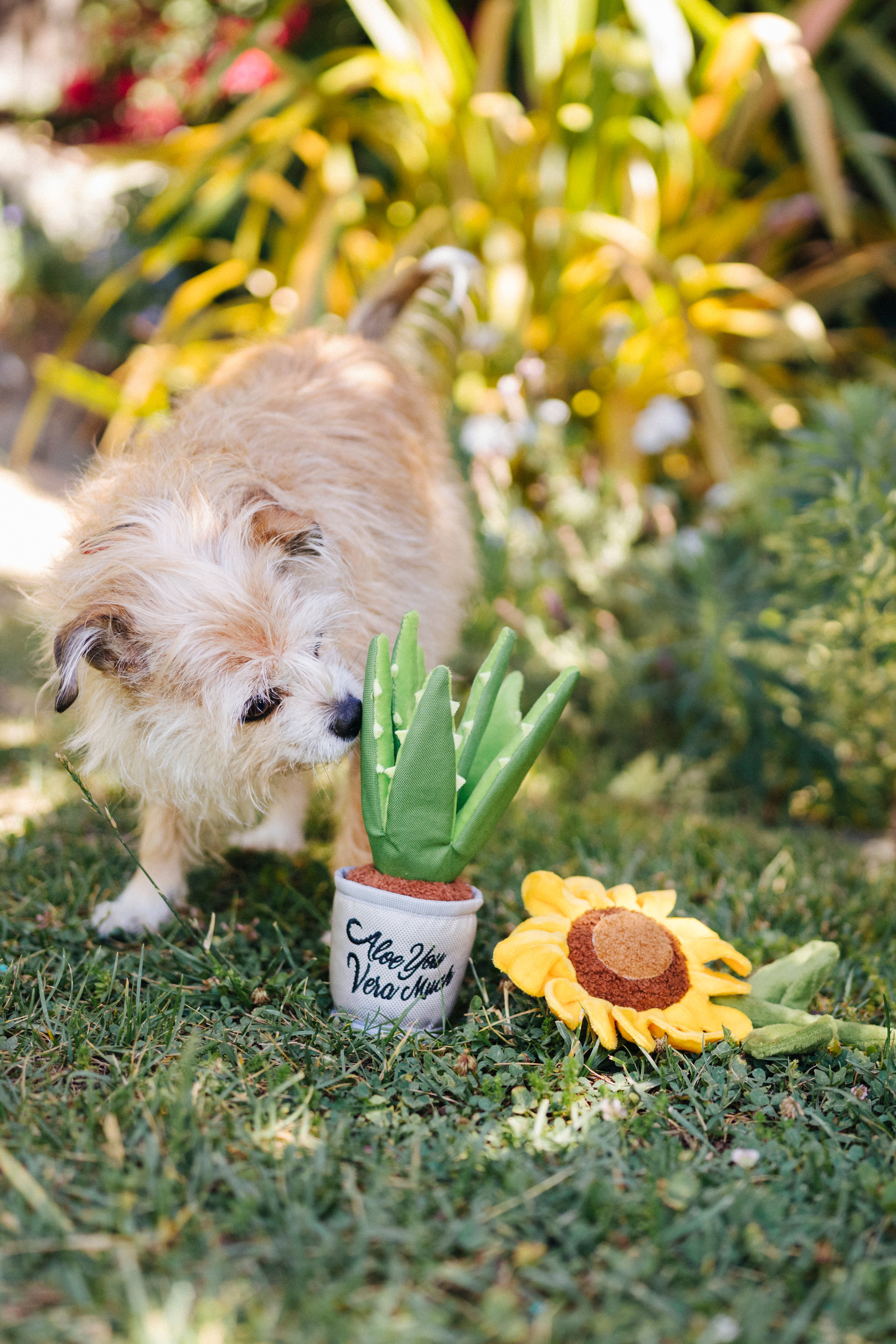 La Planta Aloe-ve You - Juguete de Peluche para Perros Blooming Buddies™ | Pet P.L.A.Y.