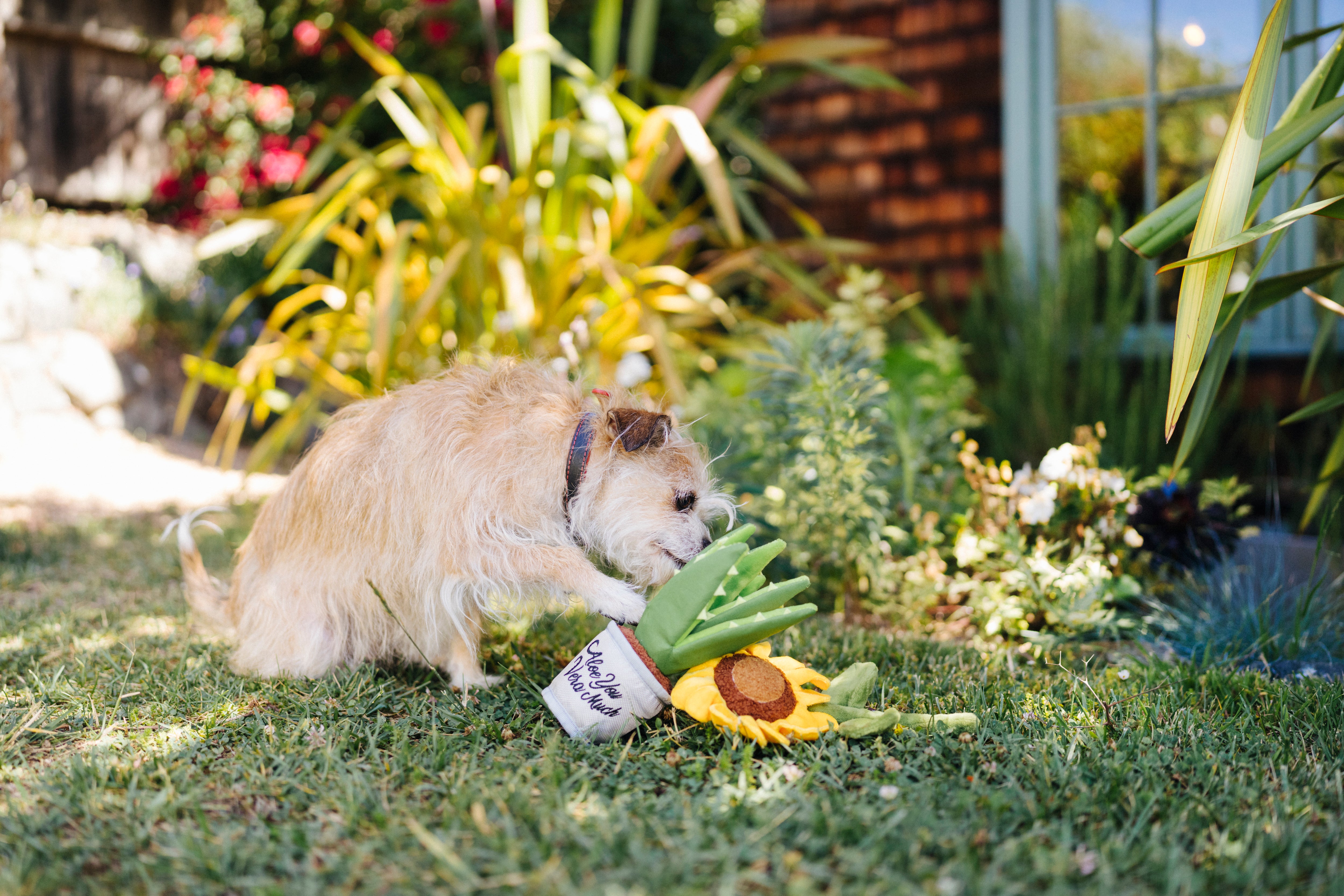 La Planta Aloe-ve You - Juguete de Peluche para Perros Blooming Buddies™ | Pet P.L.A.Y.