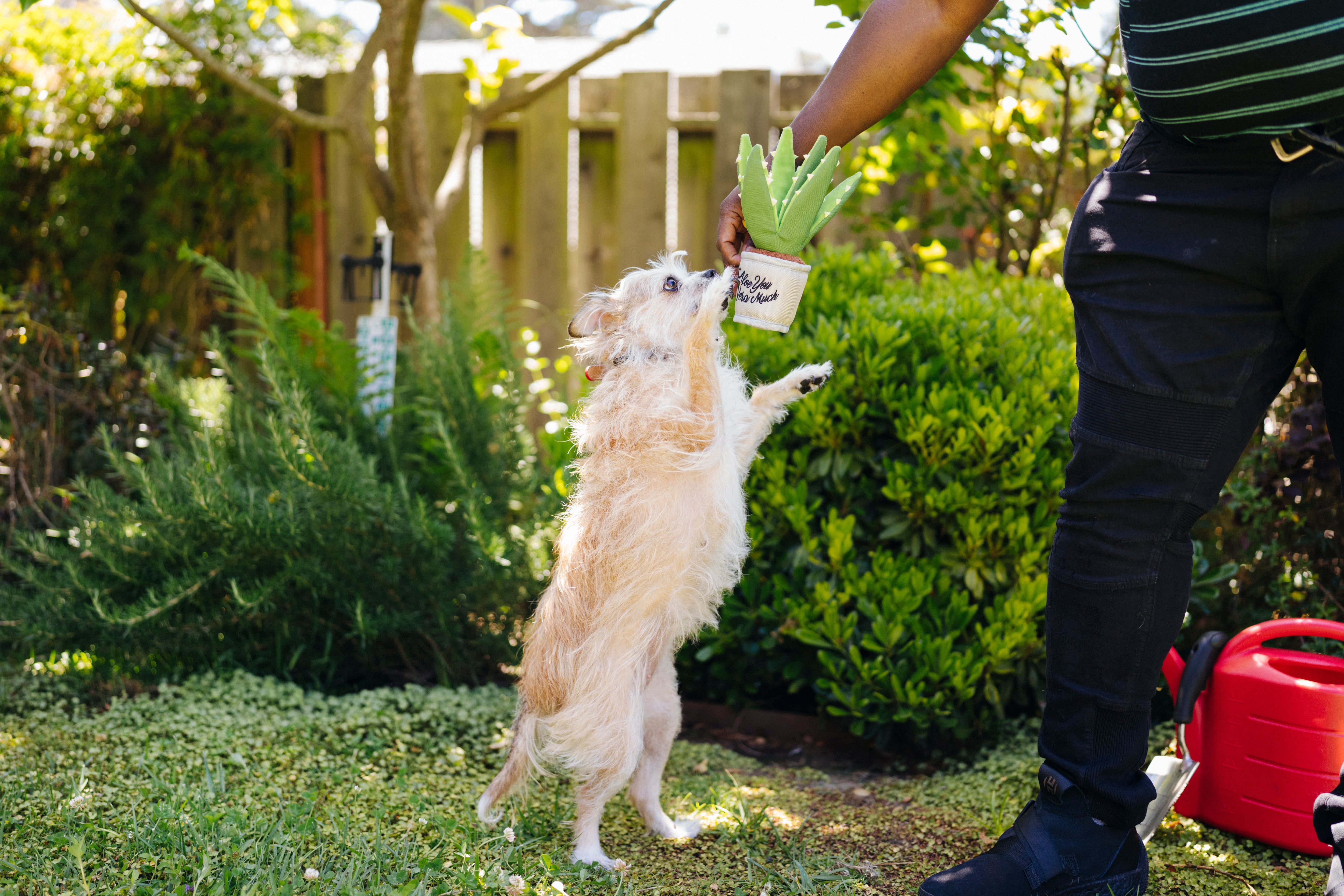 La Planta Aloe-ve You - Juguete de Peluche para Perros Blooming Buddies™ | Pet P.L.A.Y.