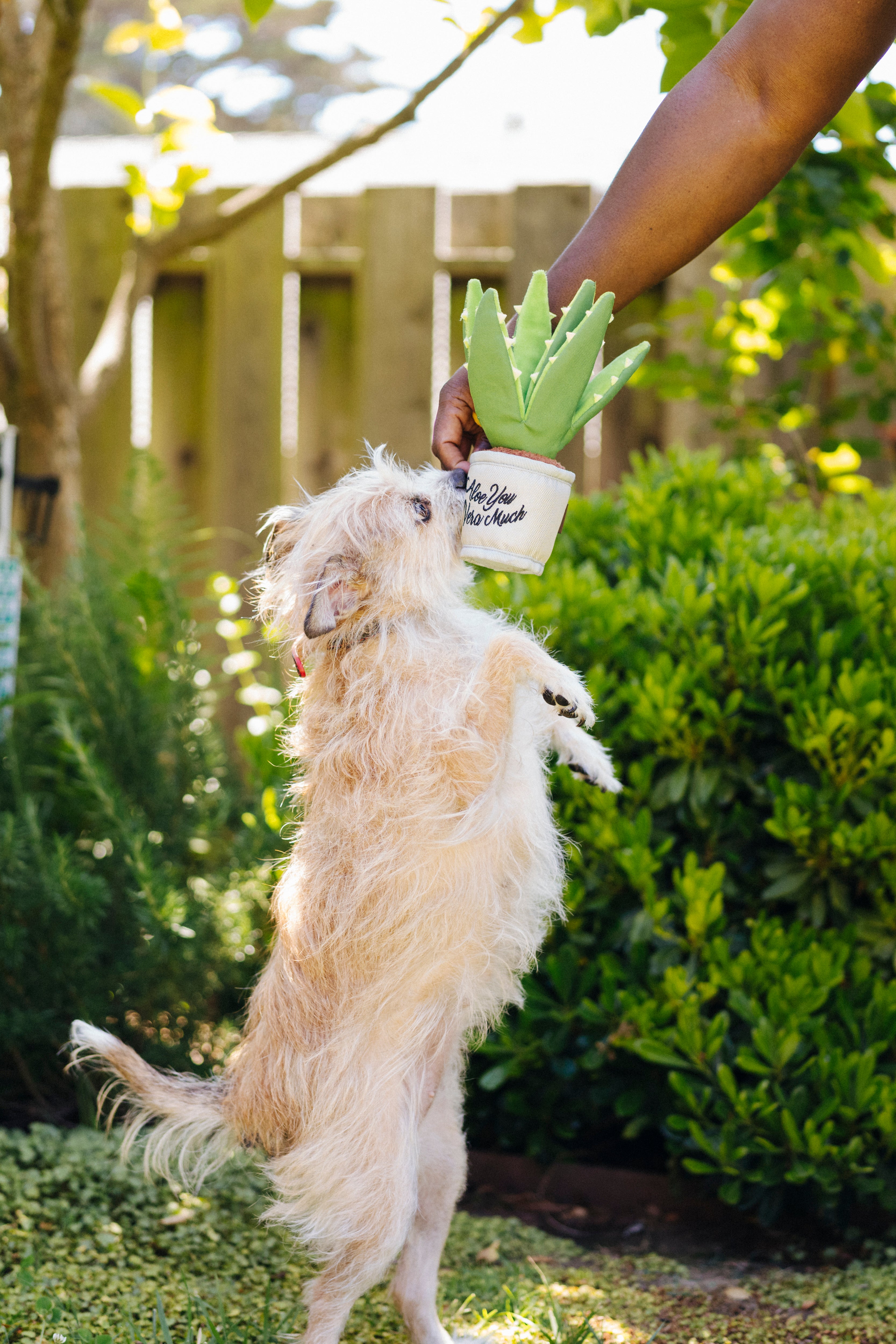 La Planta Aloe-ve You - Juguete de Peluche para Perros Blooming Buddies™ | Pet P.L.A.Y.