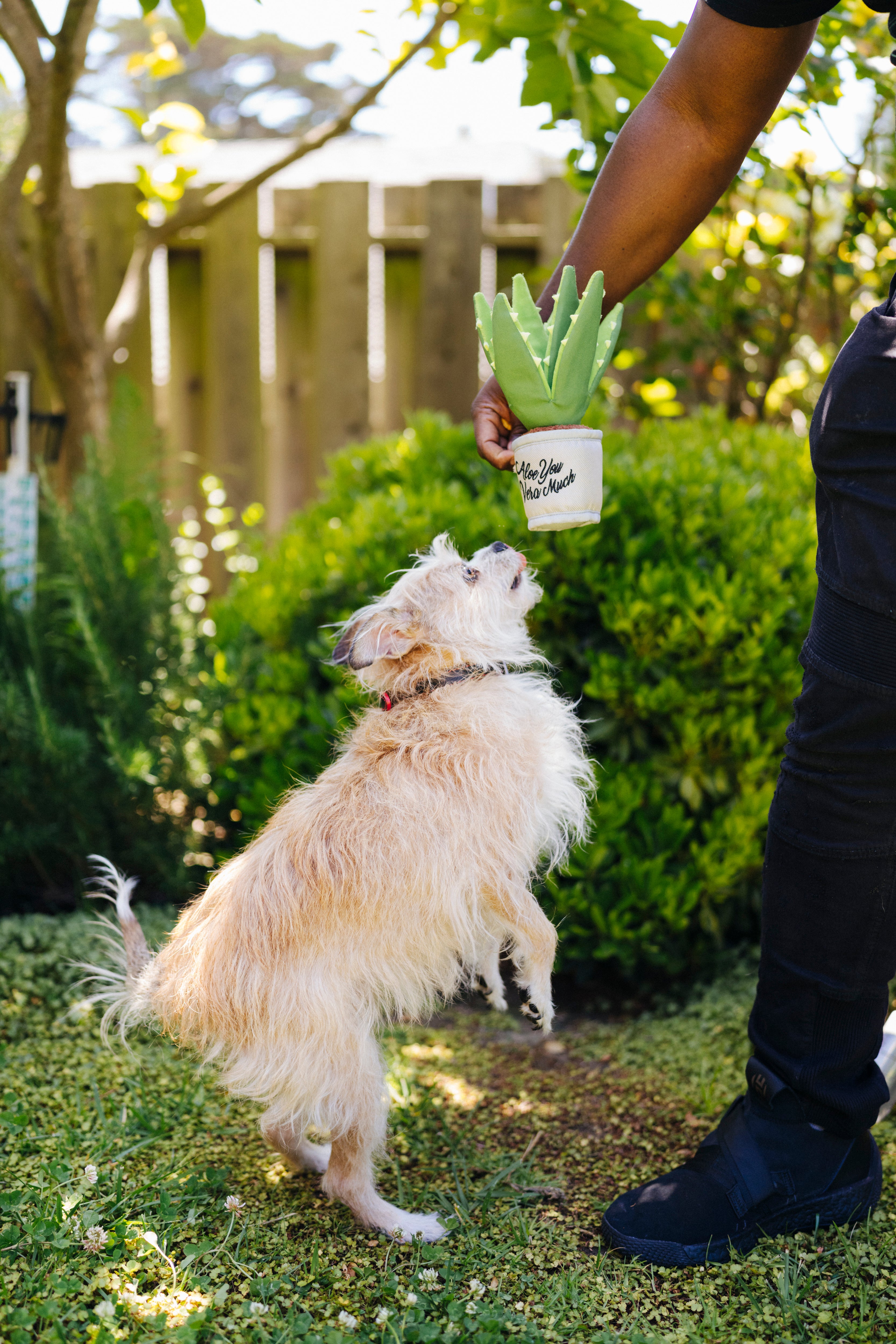 La Planta Aloe-ve You - Juguete de Peluche para Perros Blooming Buddies™ | Pet P.L.A.Y.