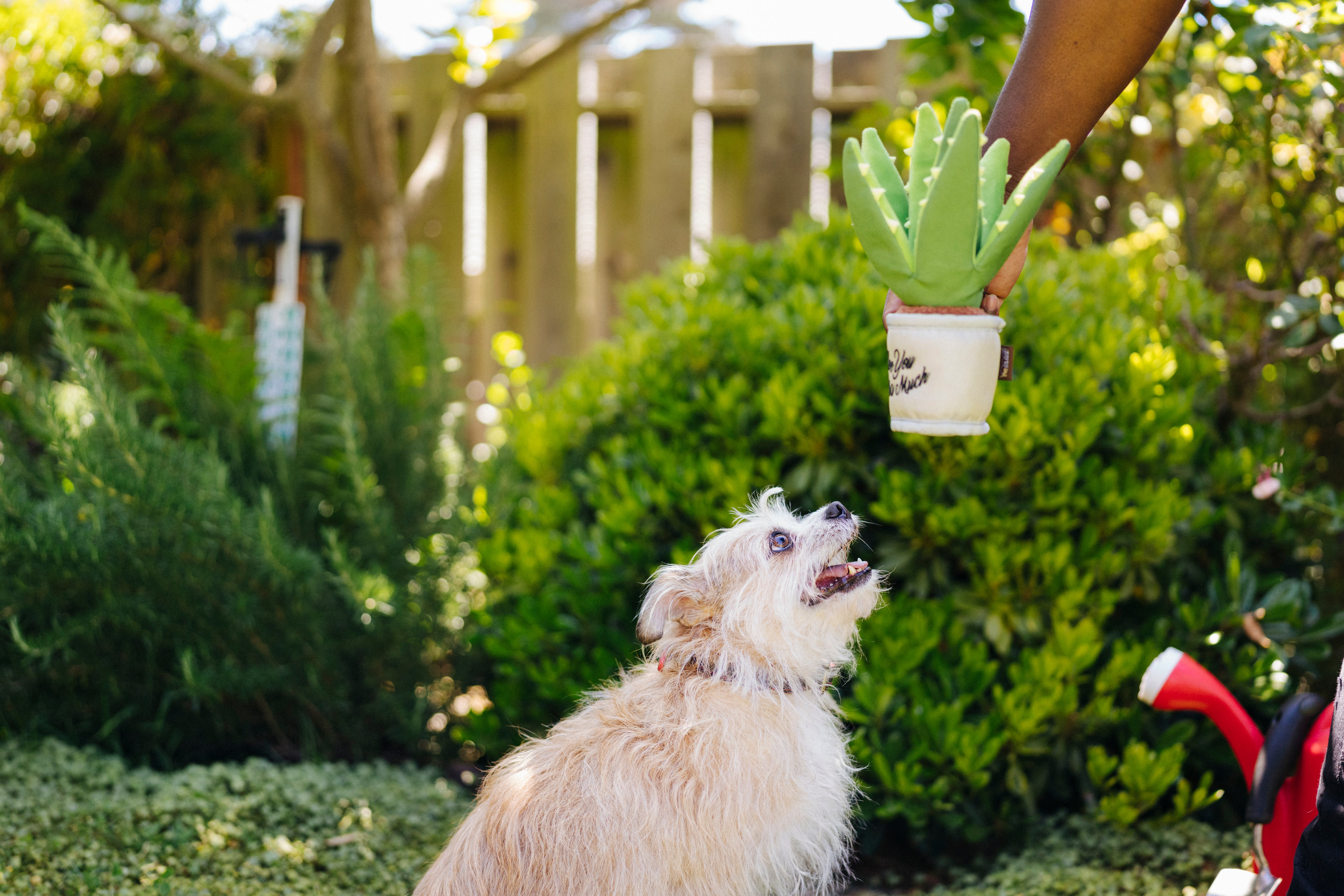 La Planta Aloe-ve You - Juguete de Peluche para Perros Blooming Buddies™ | Pet P.L.A.Y.