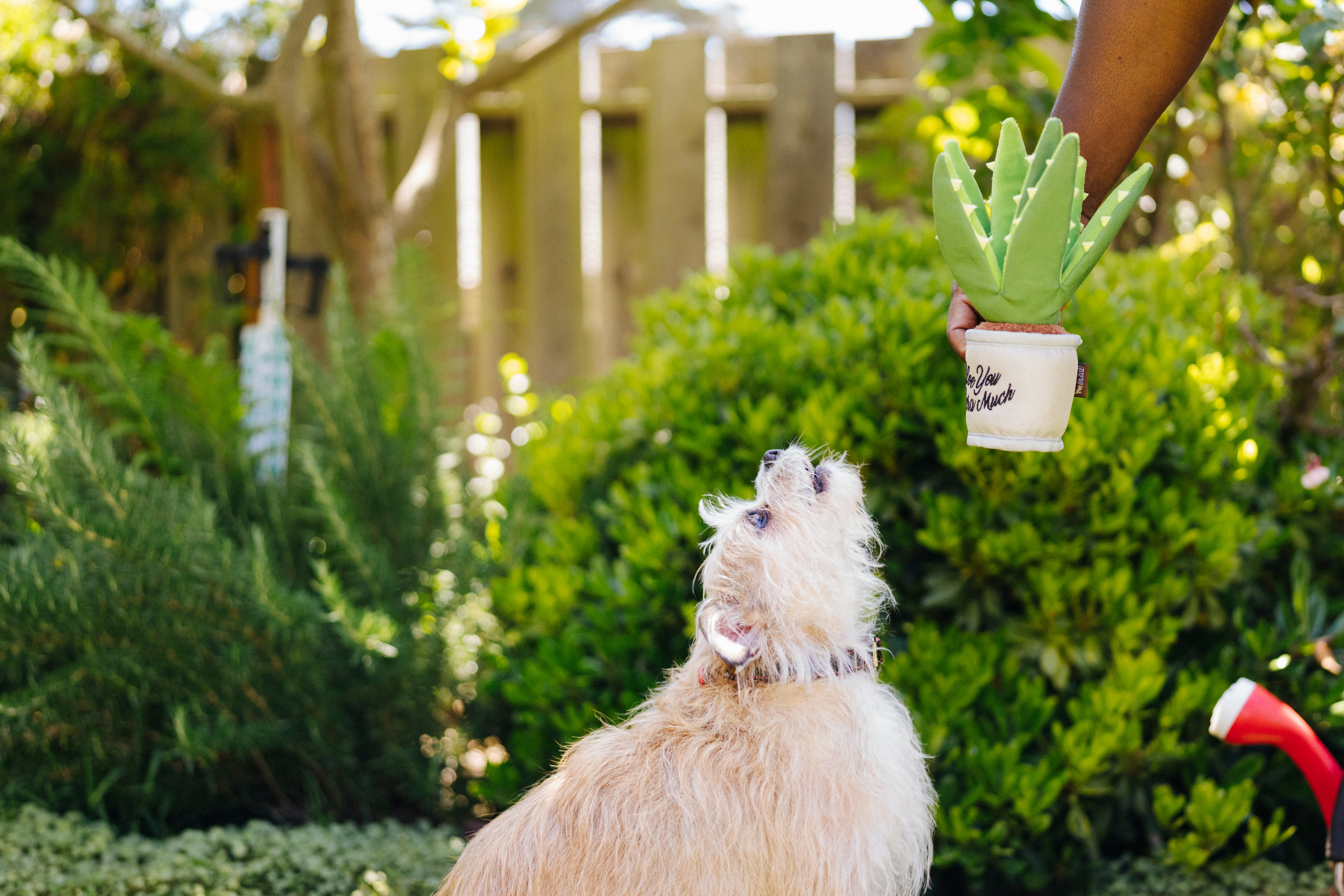 La Planta Aloe-ve You - Juguete de Peluche para Perros Blooming Buddies™ | Pet P.L.A.Y.