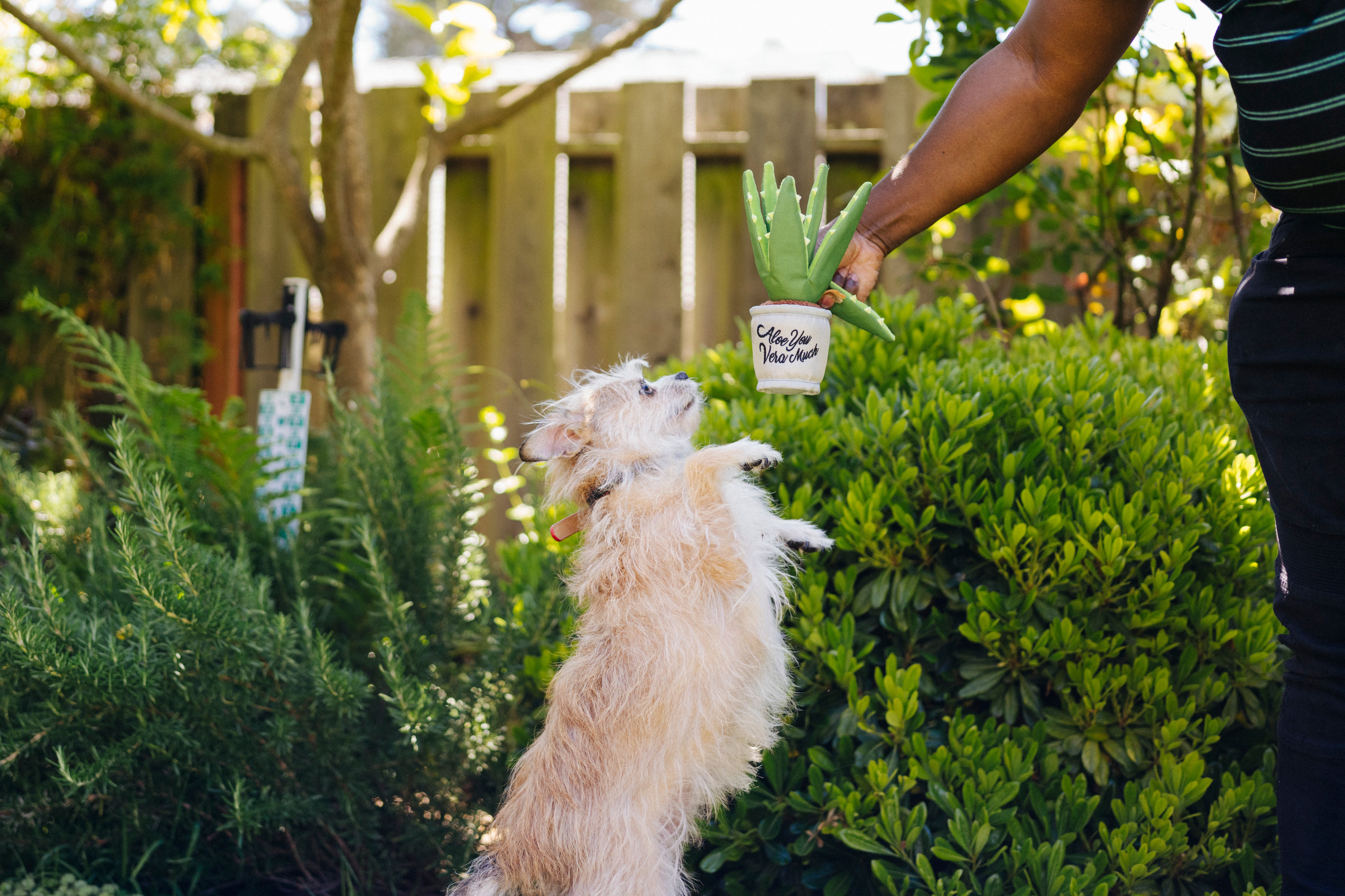 La Planta Aloe-ve You - Juguete de Peluche para Perros Blooming Buddies™ | Pet P.L.A.Y.